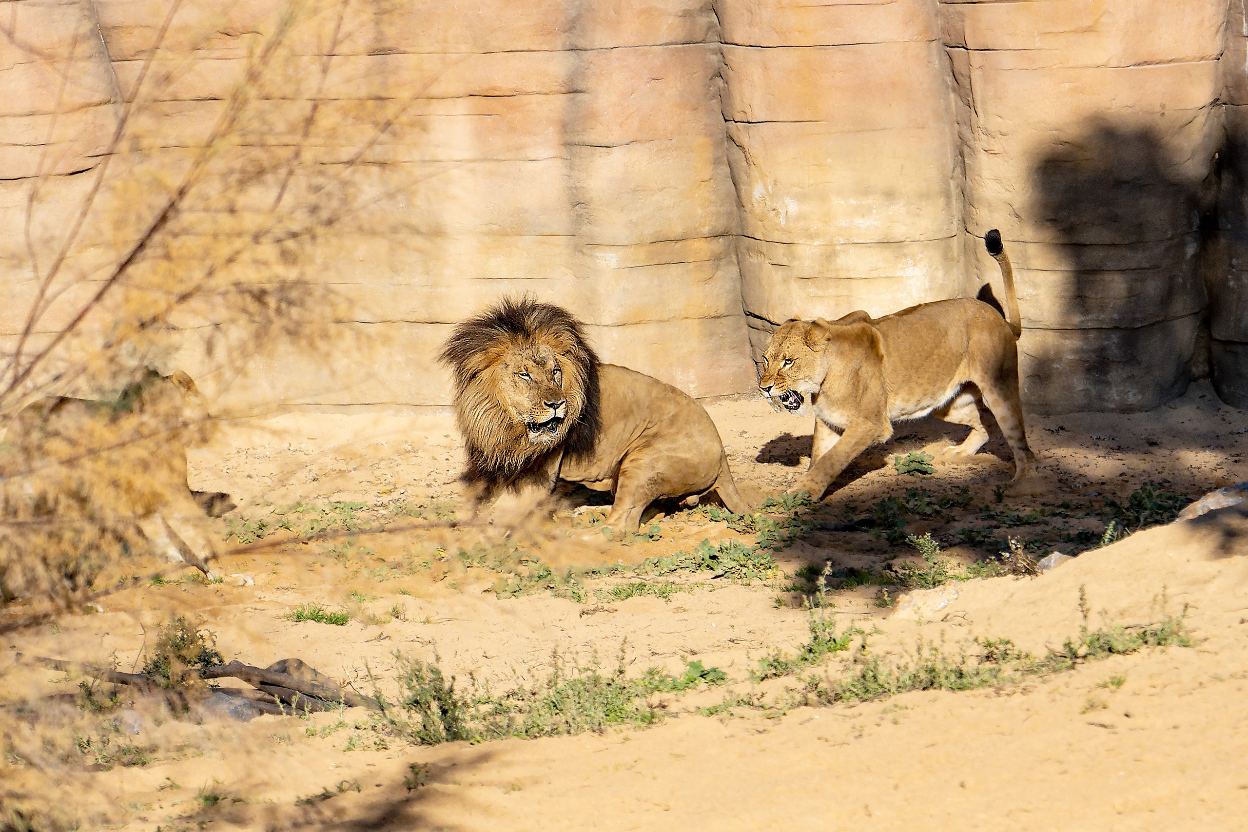 Animales. Fotógrafo Y Videógrafo Rost Kutuzov
