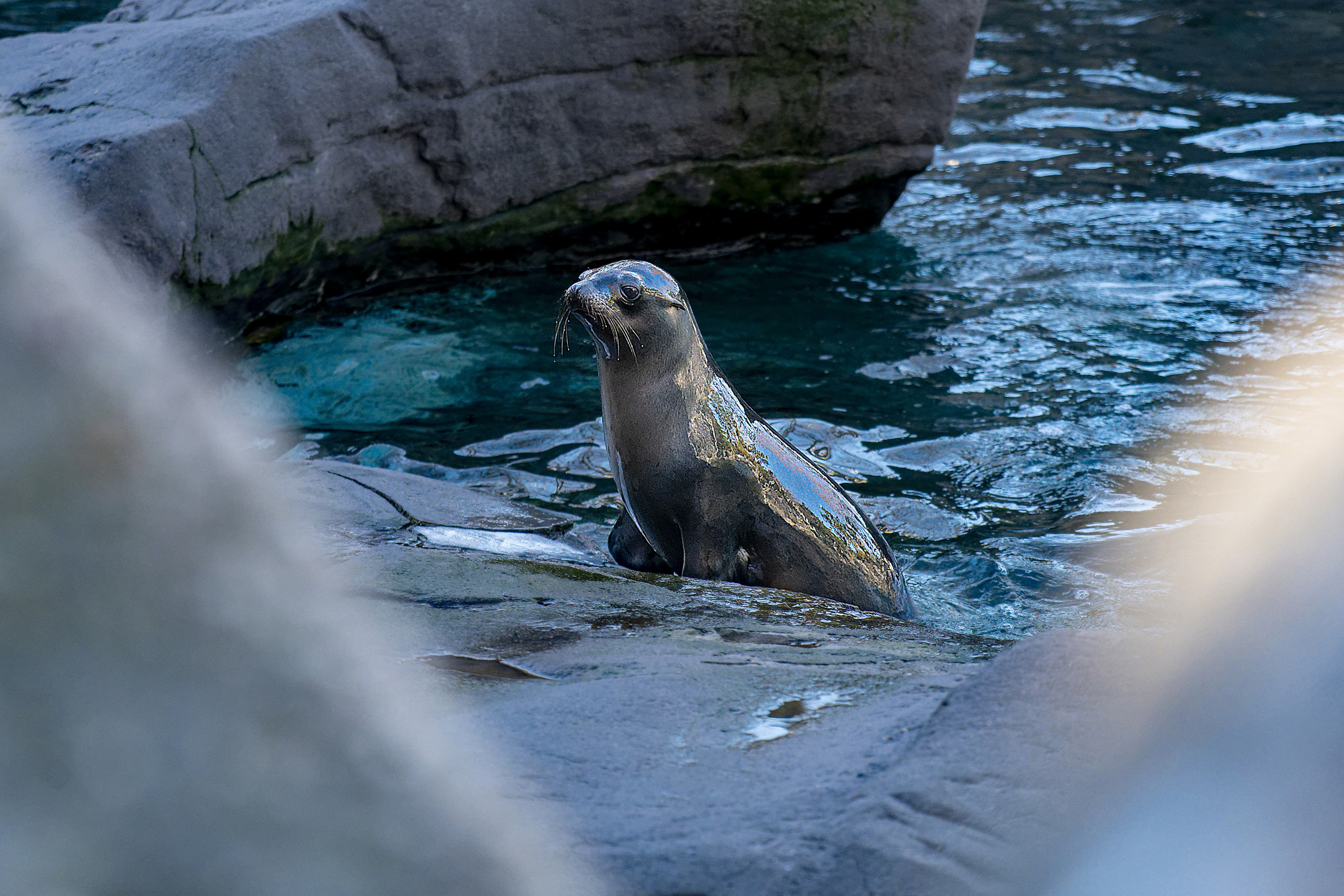 Animales. Fotógrafo Y Videógrafo Rost Kutuzov