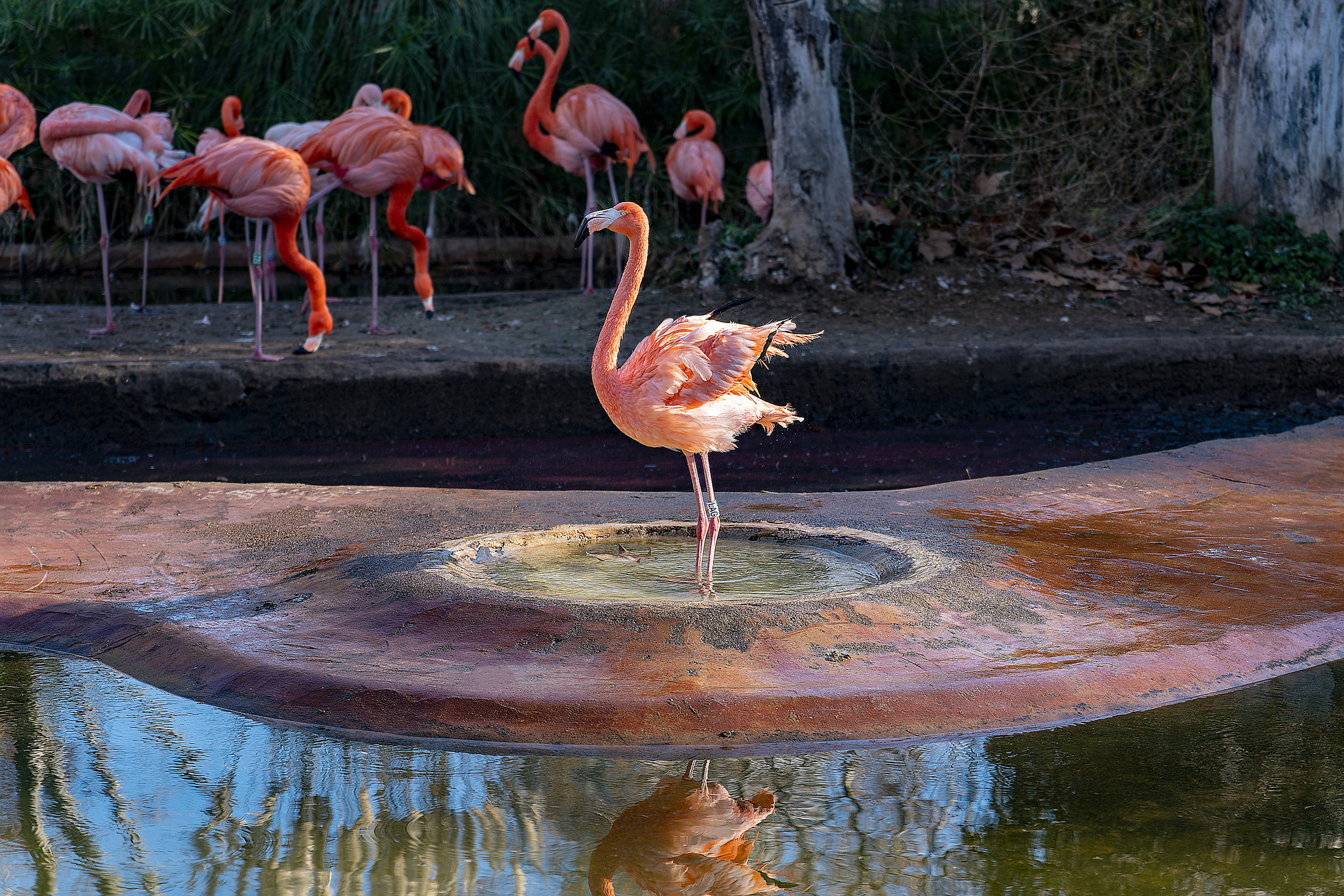 Animales. Fotógrafo Y Videógrafo Rost Kutuzov