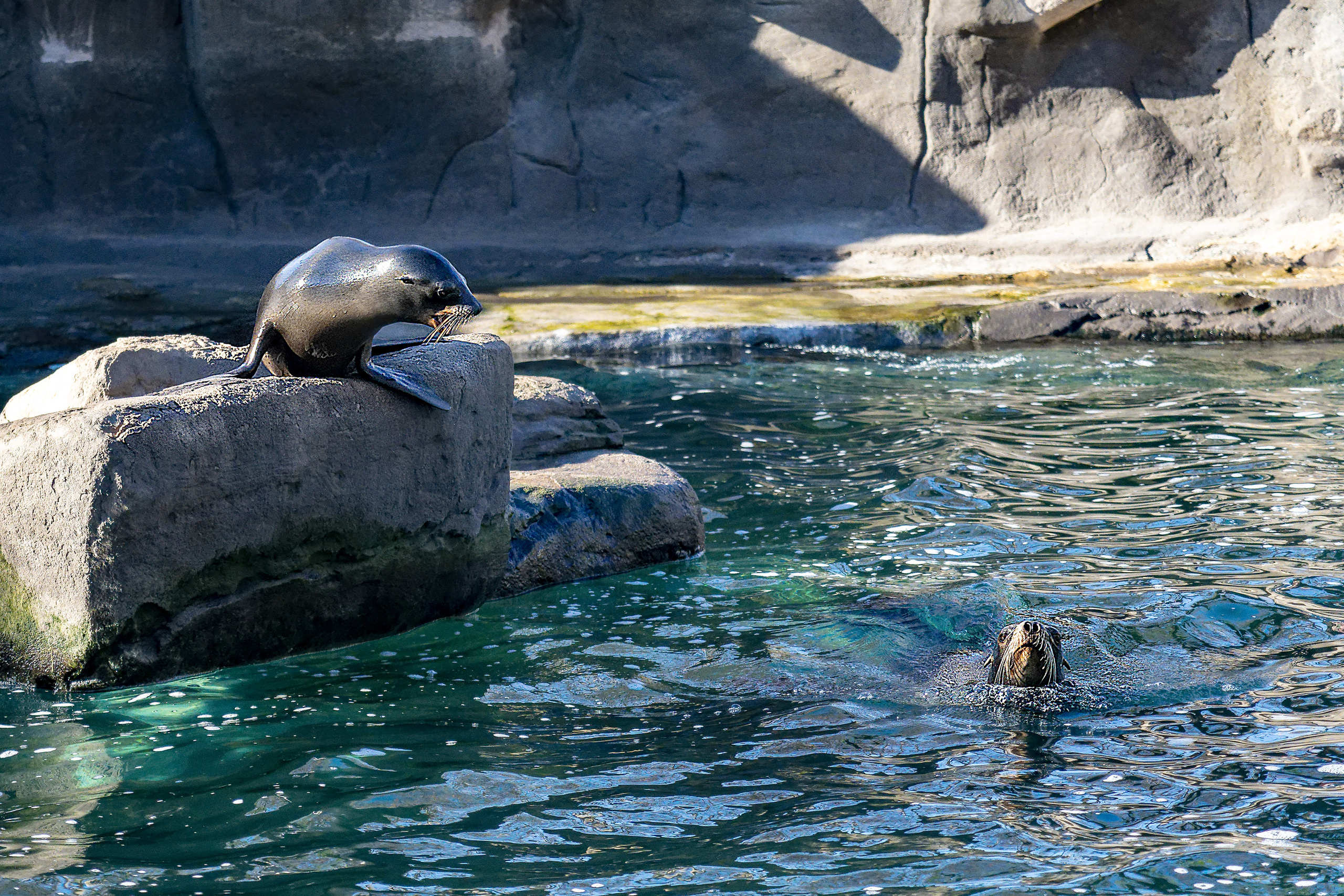 Animales. Fotógrafo Y Videógrafo Rost Kutuzov