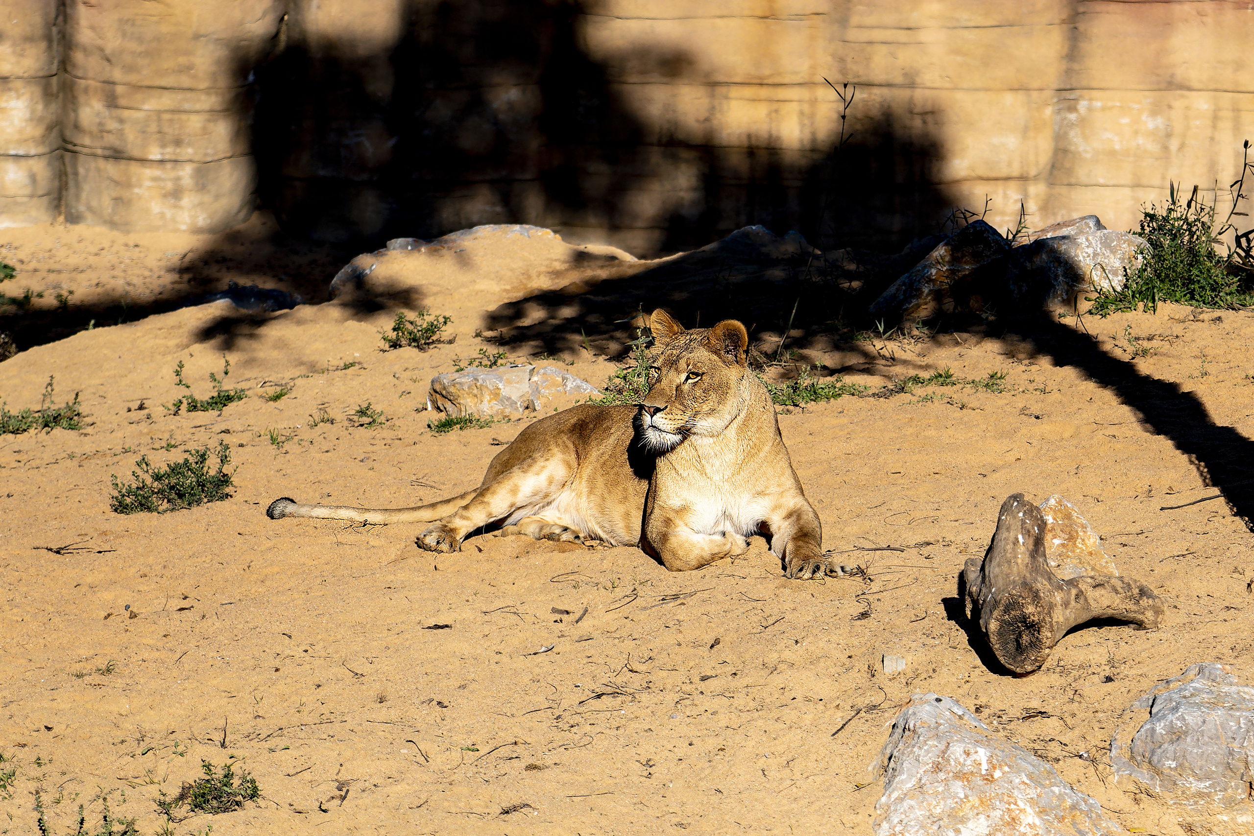 Animales. Fotógrafo Y Videógrafo Rost Kutuzov