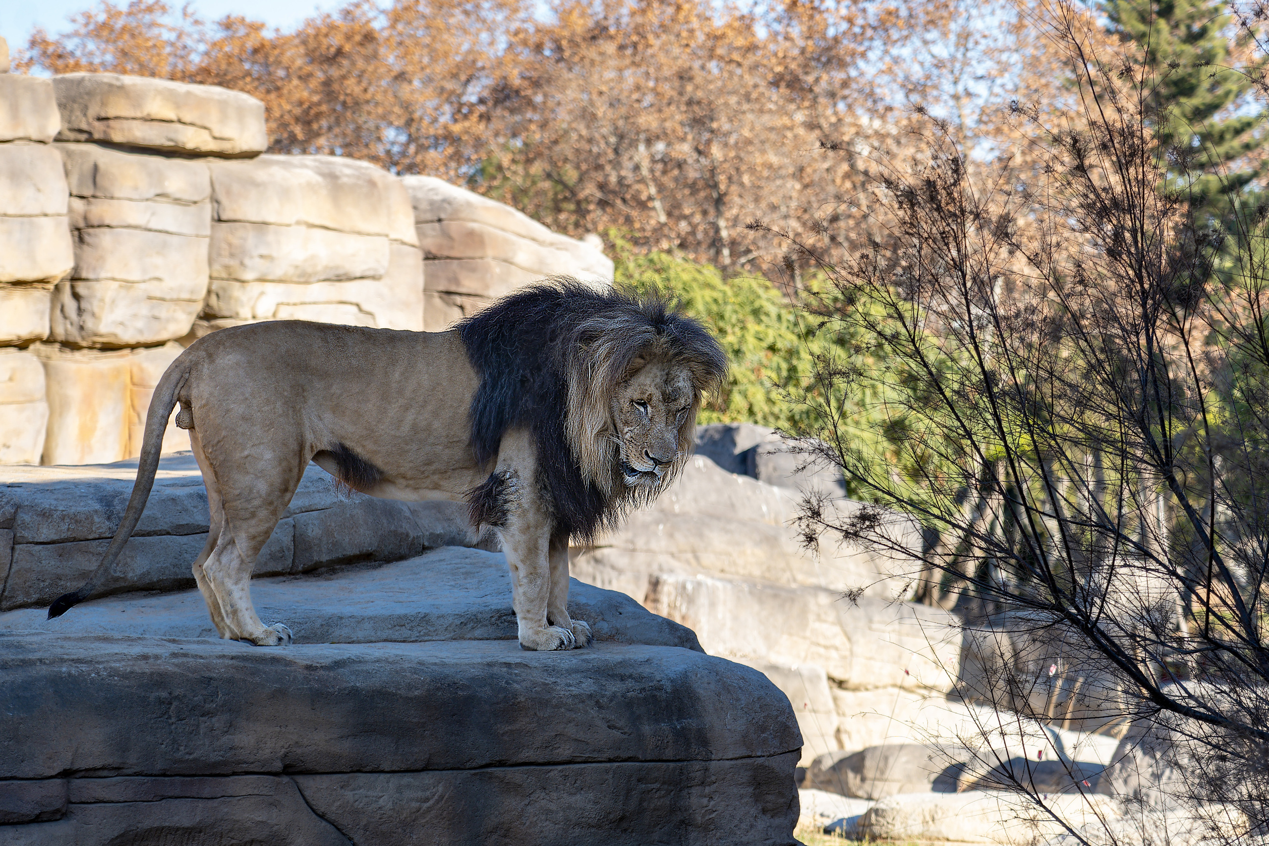Animales. Fotógrafo Y Videógrafo Rost Kutuzov