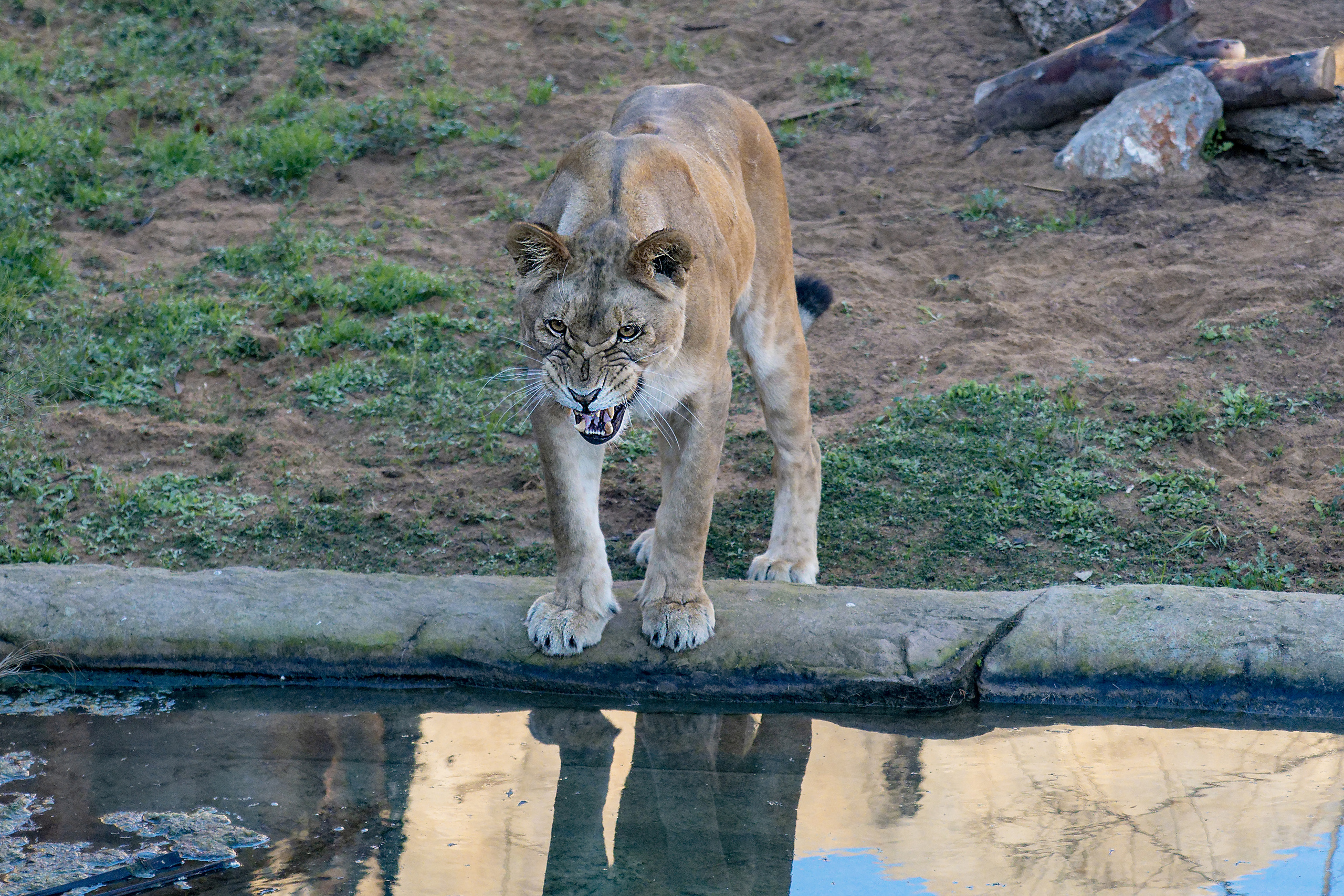 Animales. Fotógrafo Y Videógrafo Rost Kutuzov