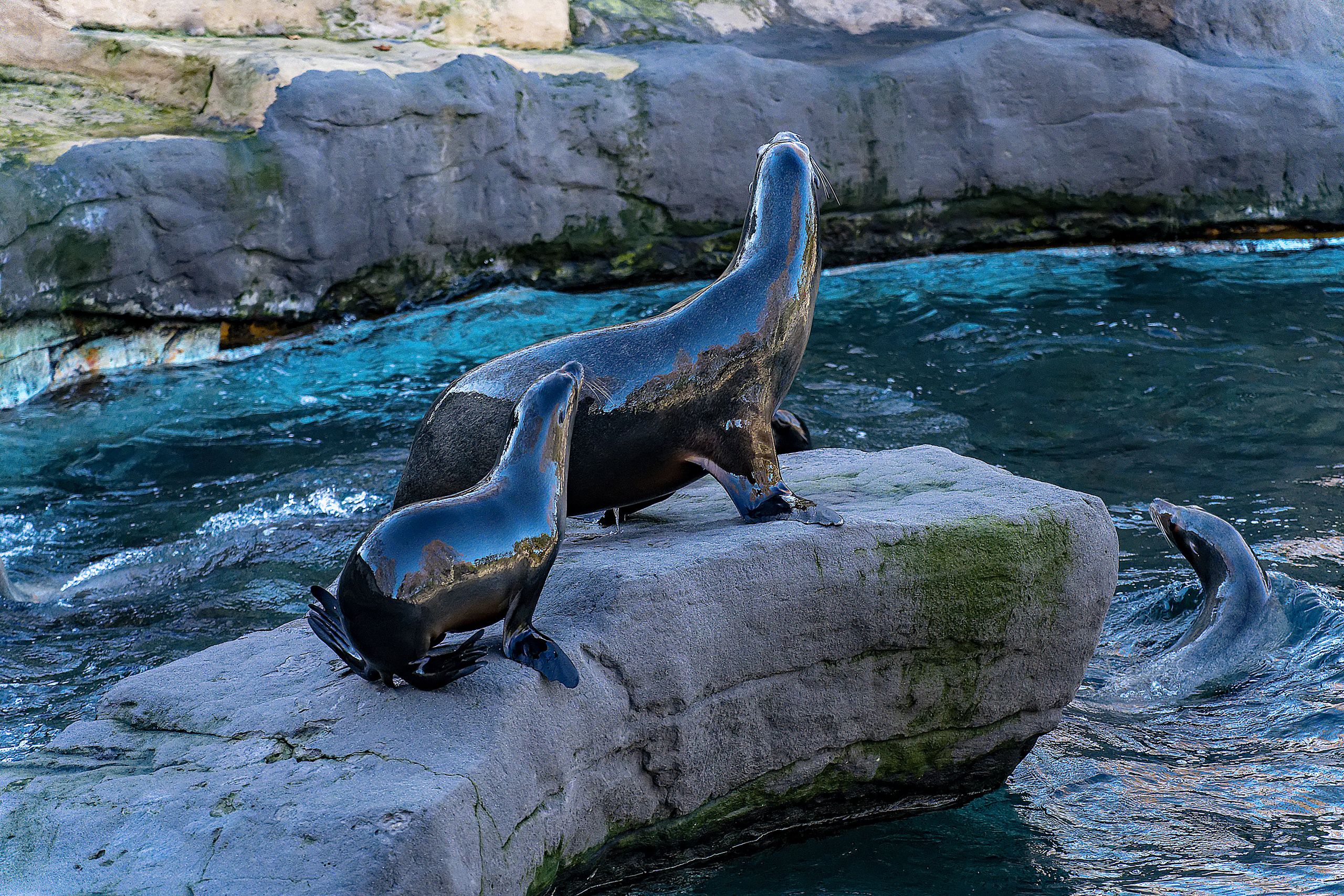 Animales. Fotógrafo Y Videógrafo Rost Kutuzov