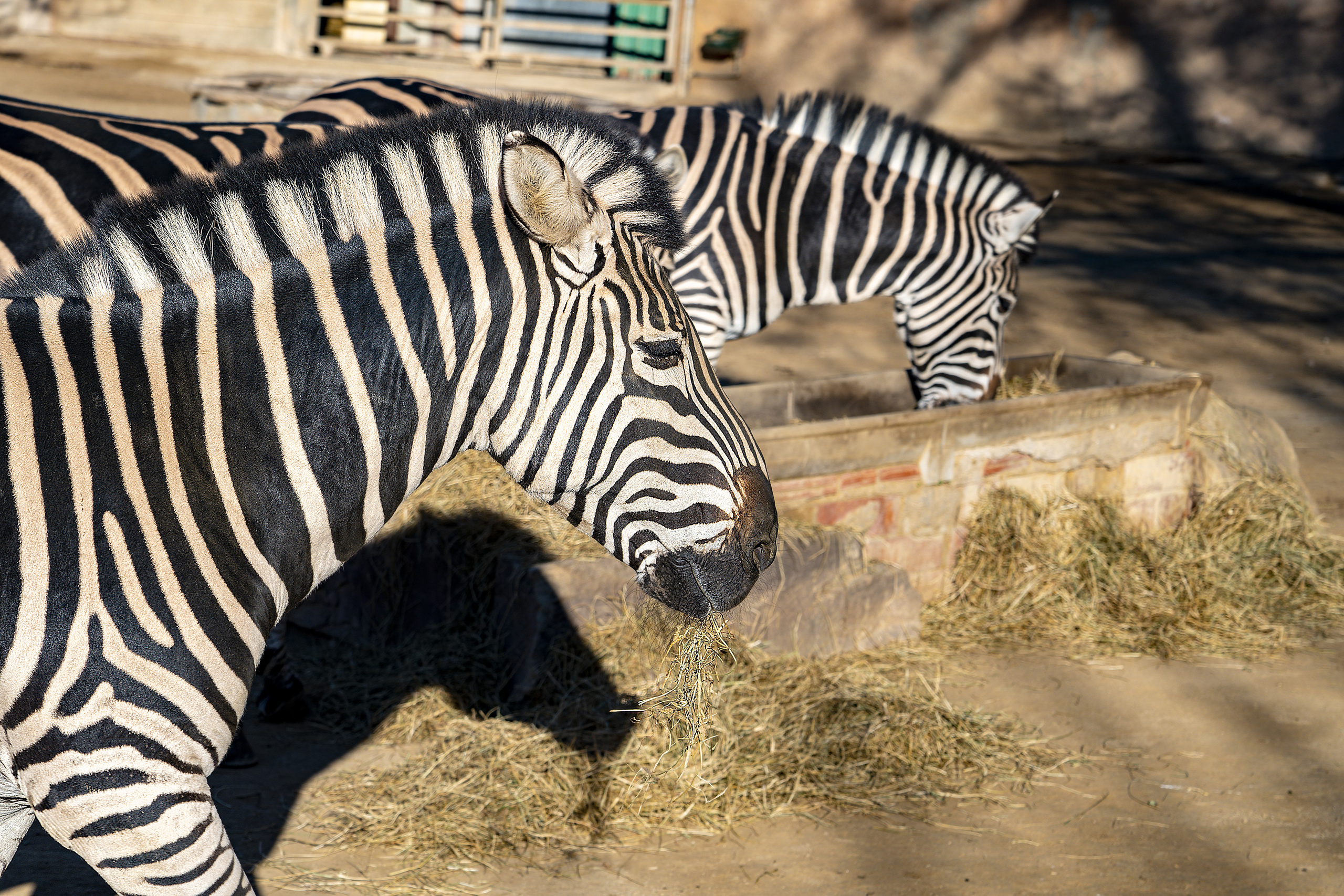 Animales. Fotógrafo Y Videógrafo Rost Kutuzov
