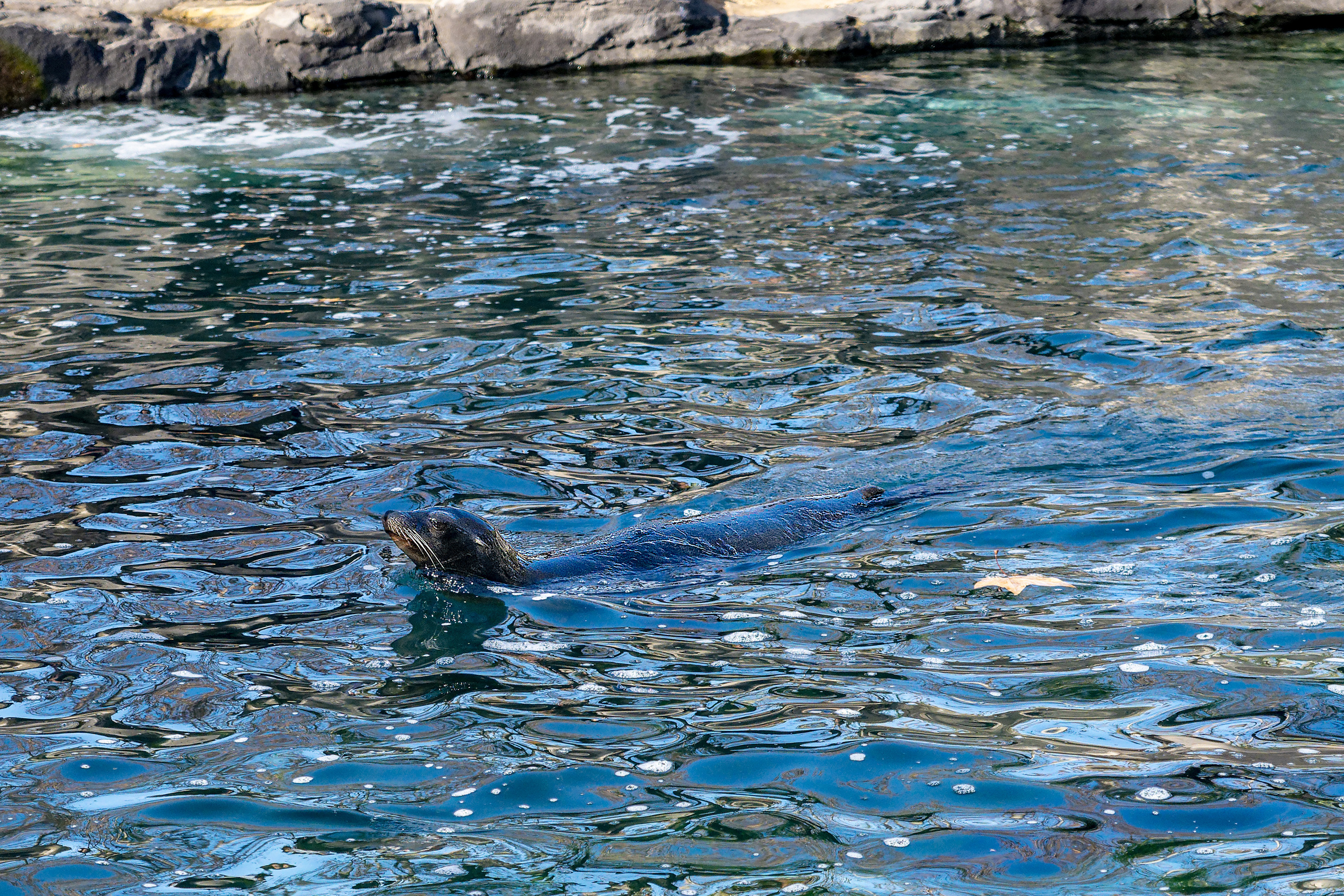 Animales. Fotógrafo Y Videógrafo Rost Kutuzov