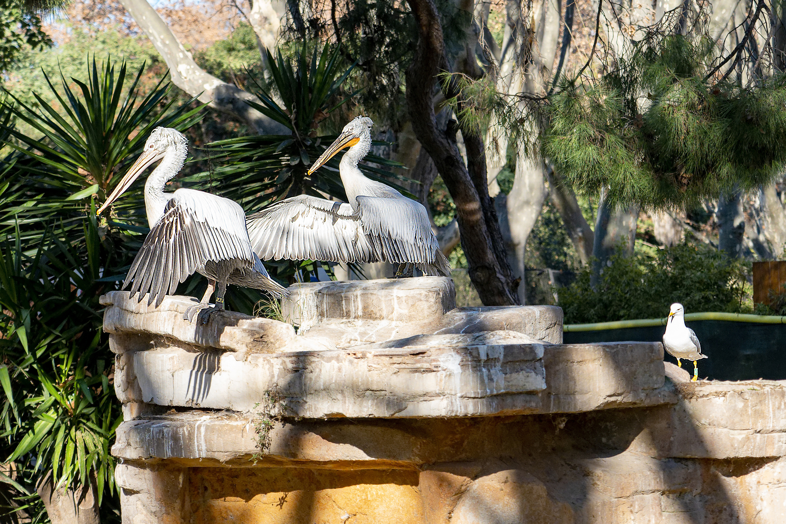 Animales. Fotógrafo Y Videógrafo Rost Kutuzov