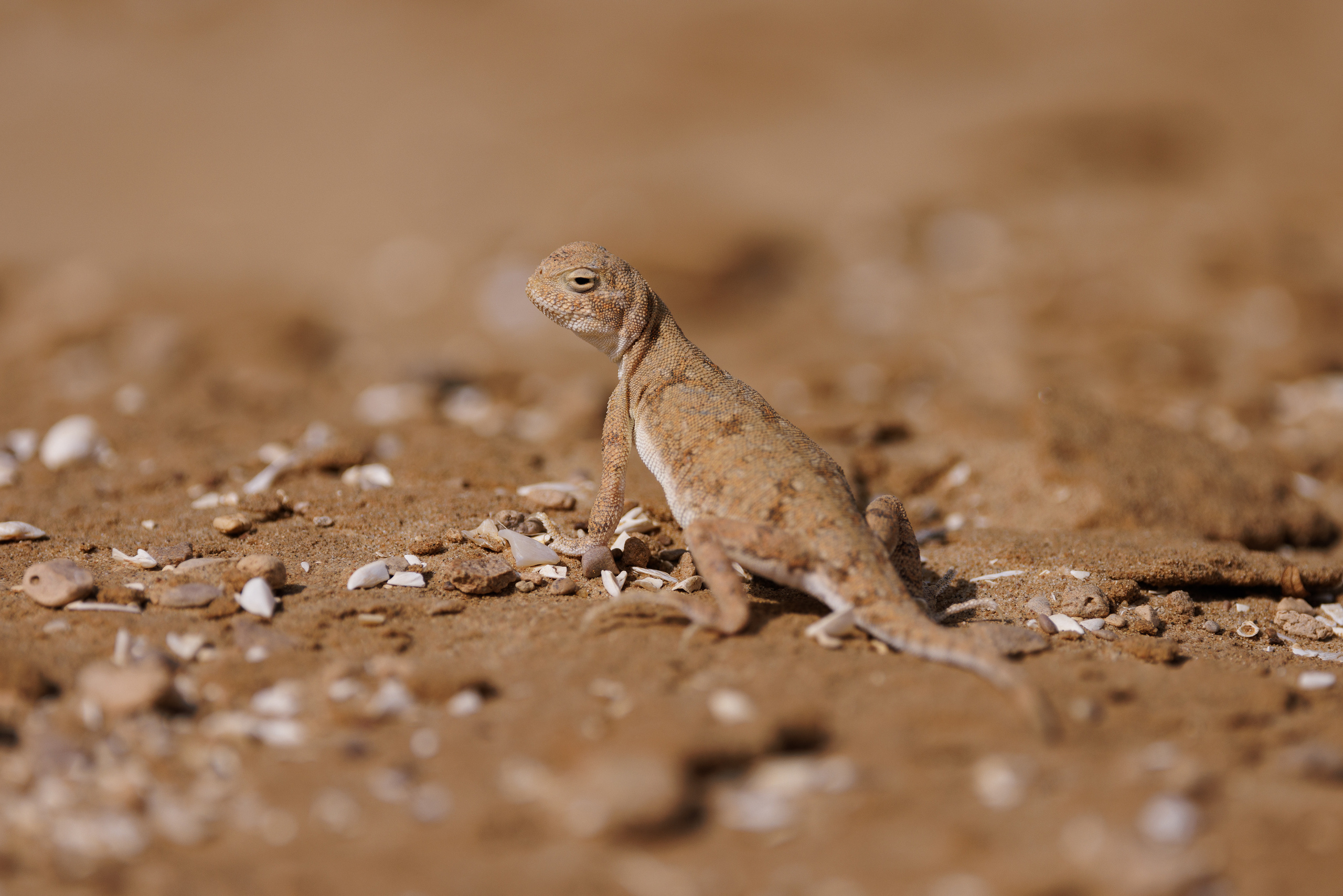 Ралли «Шелковый путь 2022». Портретист и репортажный фотограф Михаил Оношко