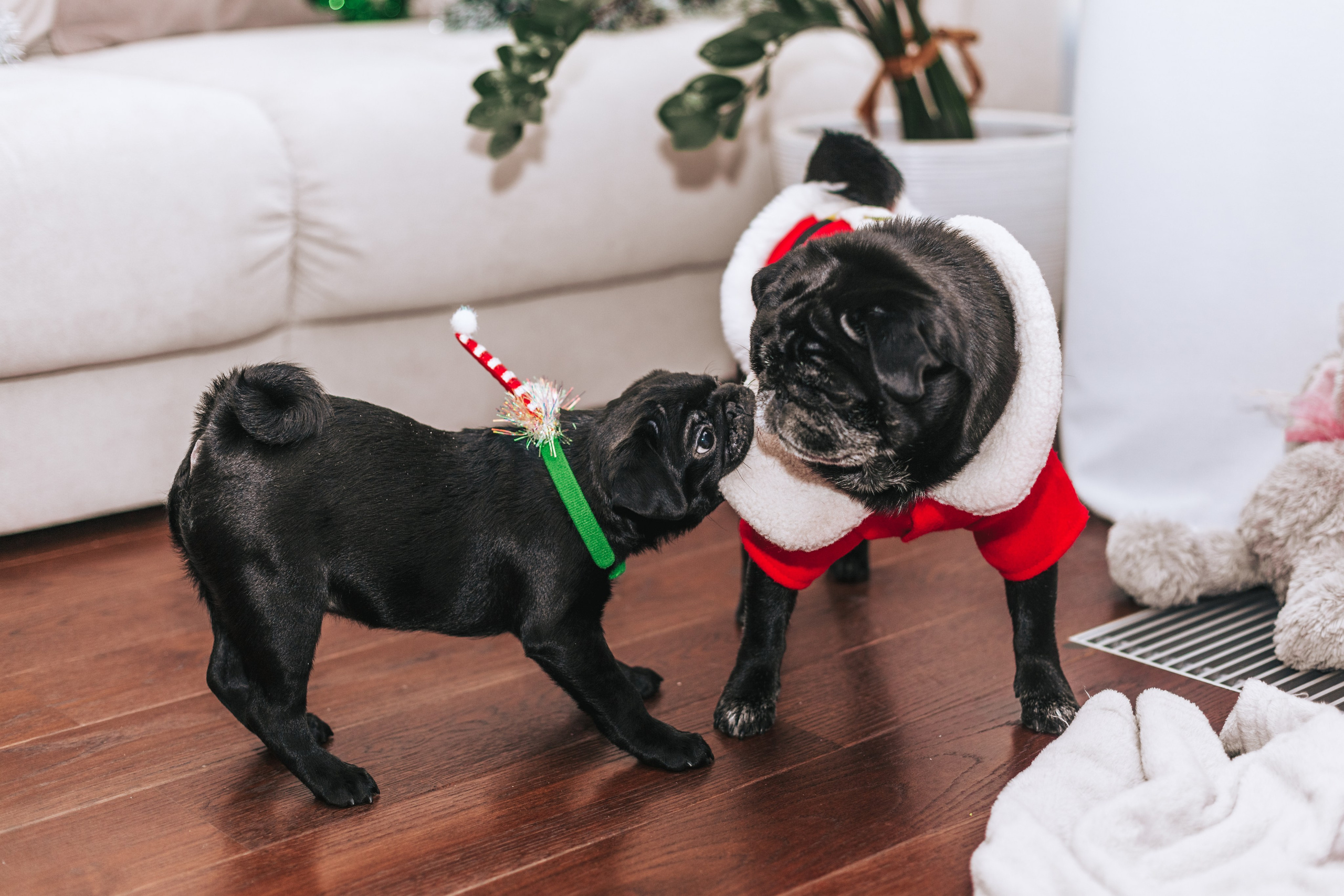 Домашняя фотосессия Оли и двух ее мопсов. Фотограф-анималист Татьяна Степанова