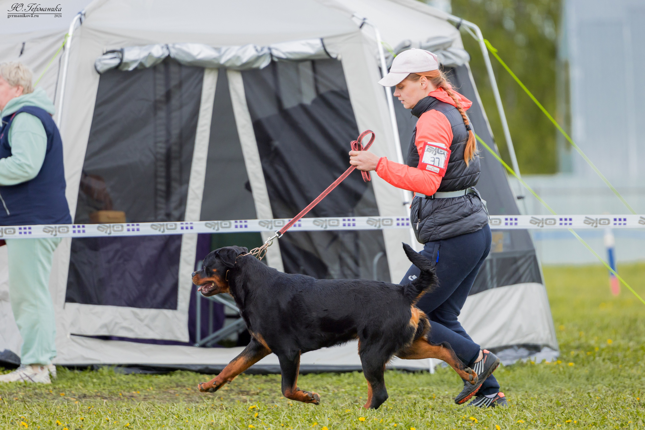 Нижний Новгород 11-12.05.2024 моно ротвейлеров. Фотограф-анималист Юлия Германика
