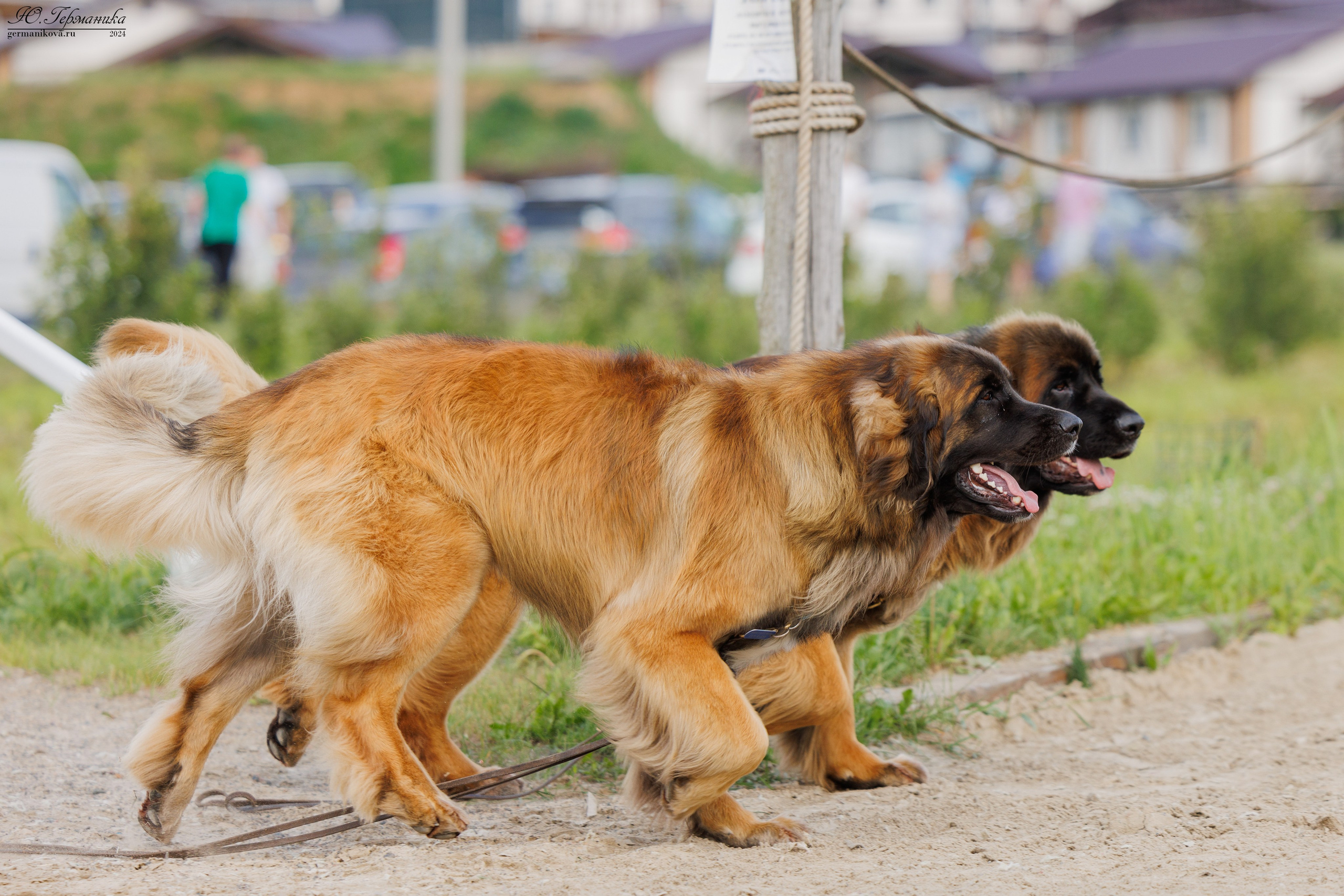 РОССИЯ 8-9.06.2024. Фотограф-анималист Юлия Германика