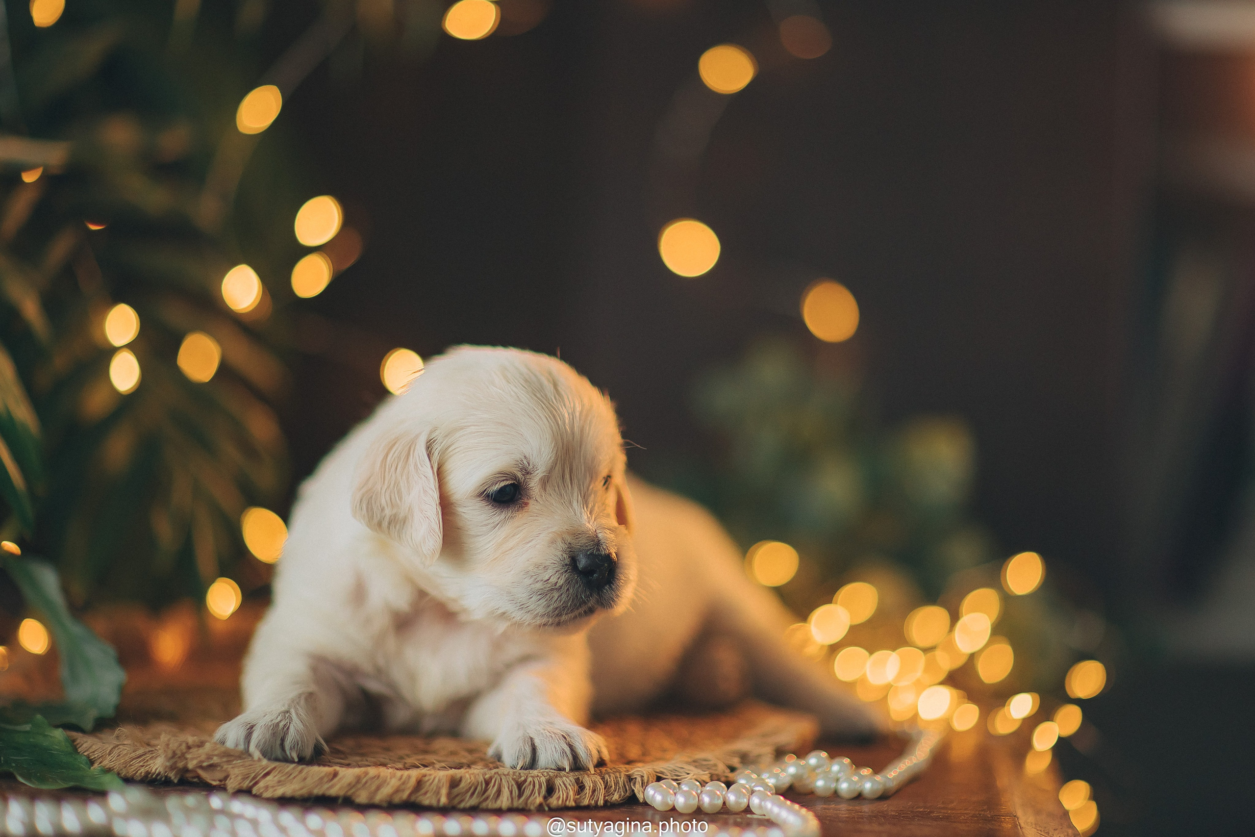 Белая лента. Свадебный и женский фотограф