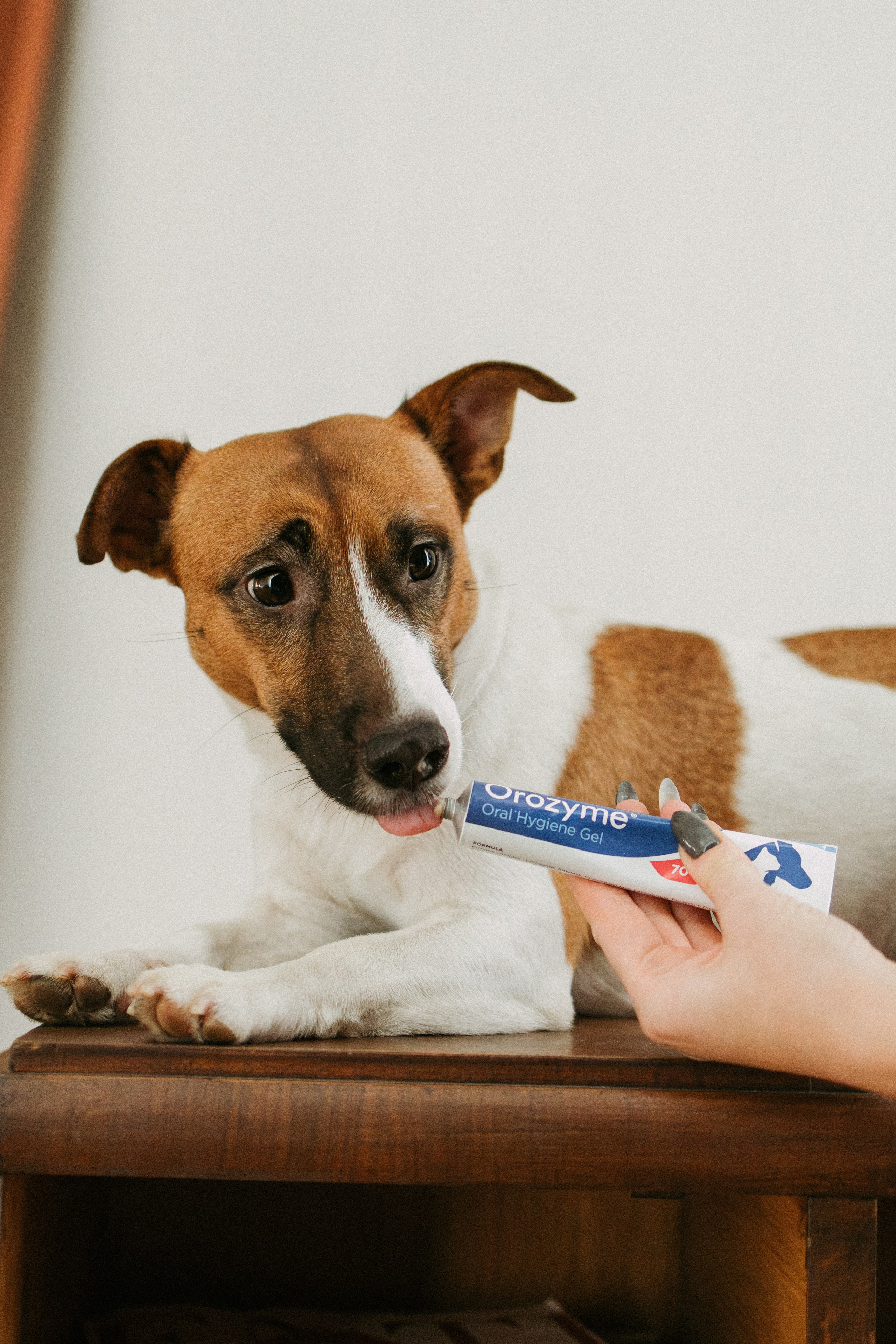 Orozyme&Emmiepet. Фотораф — анималист Мария Шистка