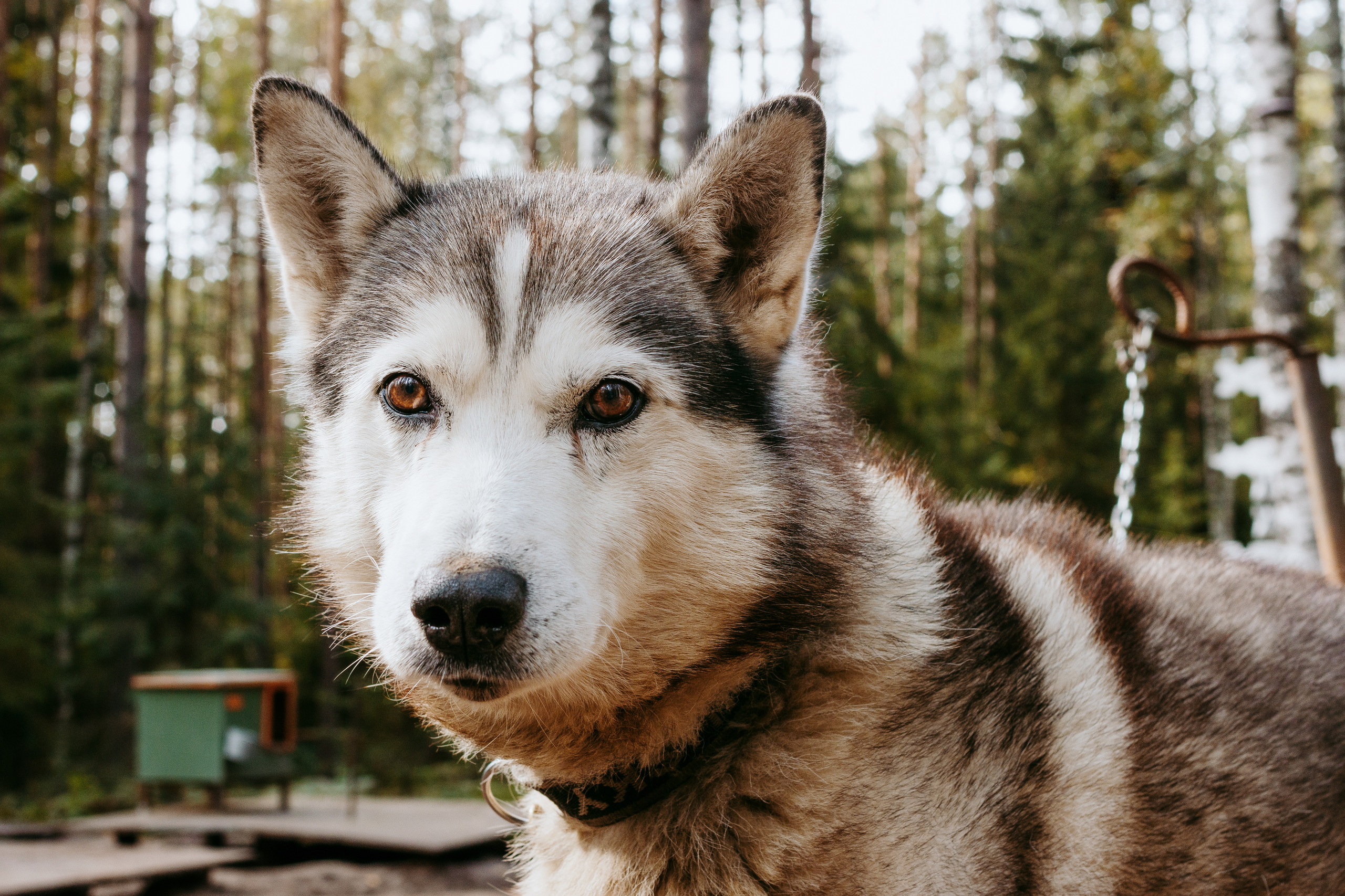 День рождения в хаски-центре «Белый ветер». Семейный и свадебный фотограф в Петербурге Евгения и Николай Шевчук
