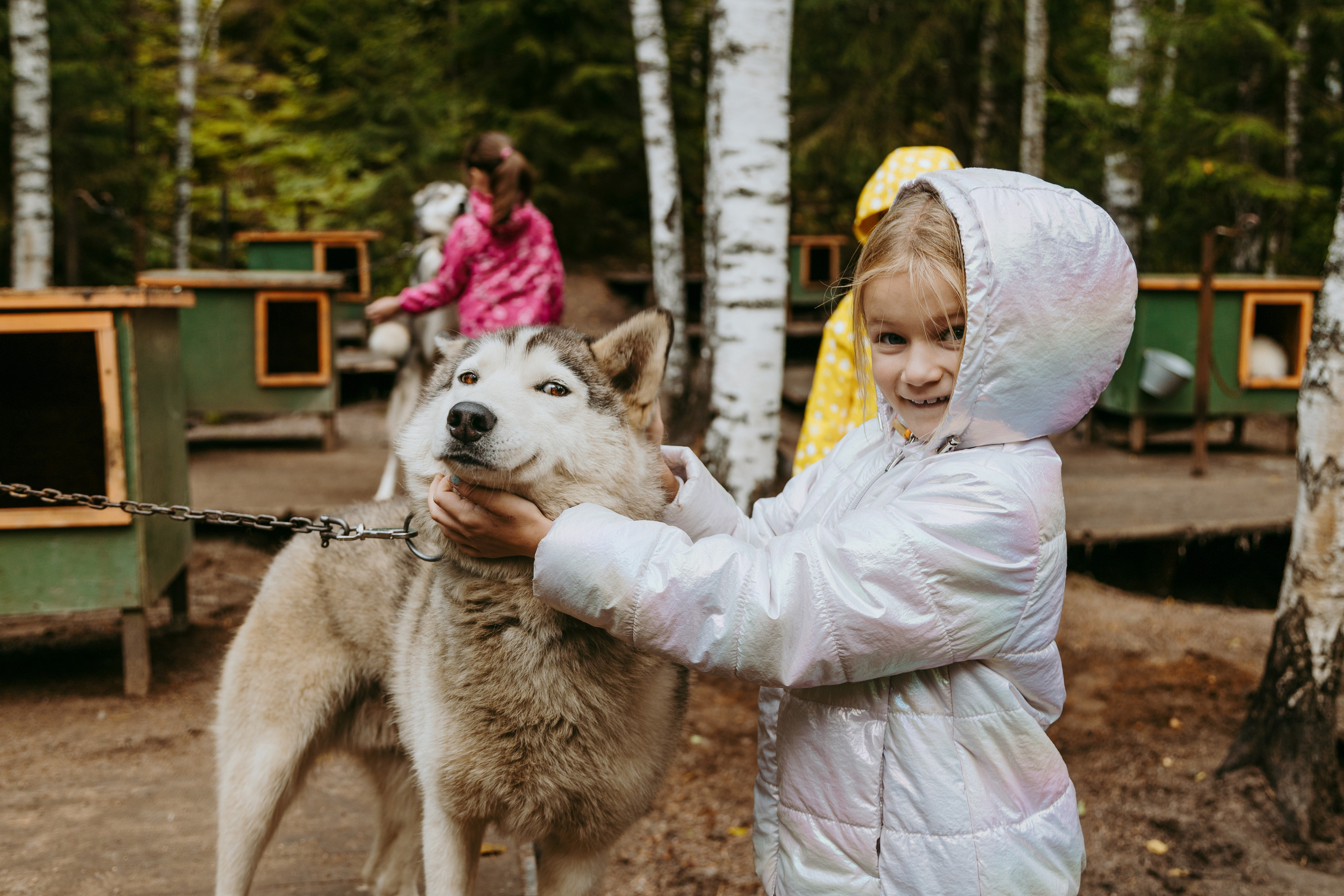 День рождения в хаски-центре «Белый ветер». Семейный и свадебный фотограф в Петербурге Евгения и Николай Шевчук