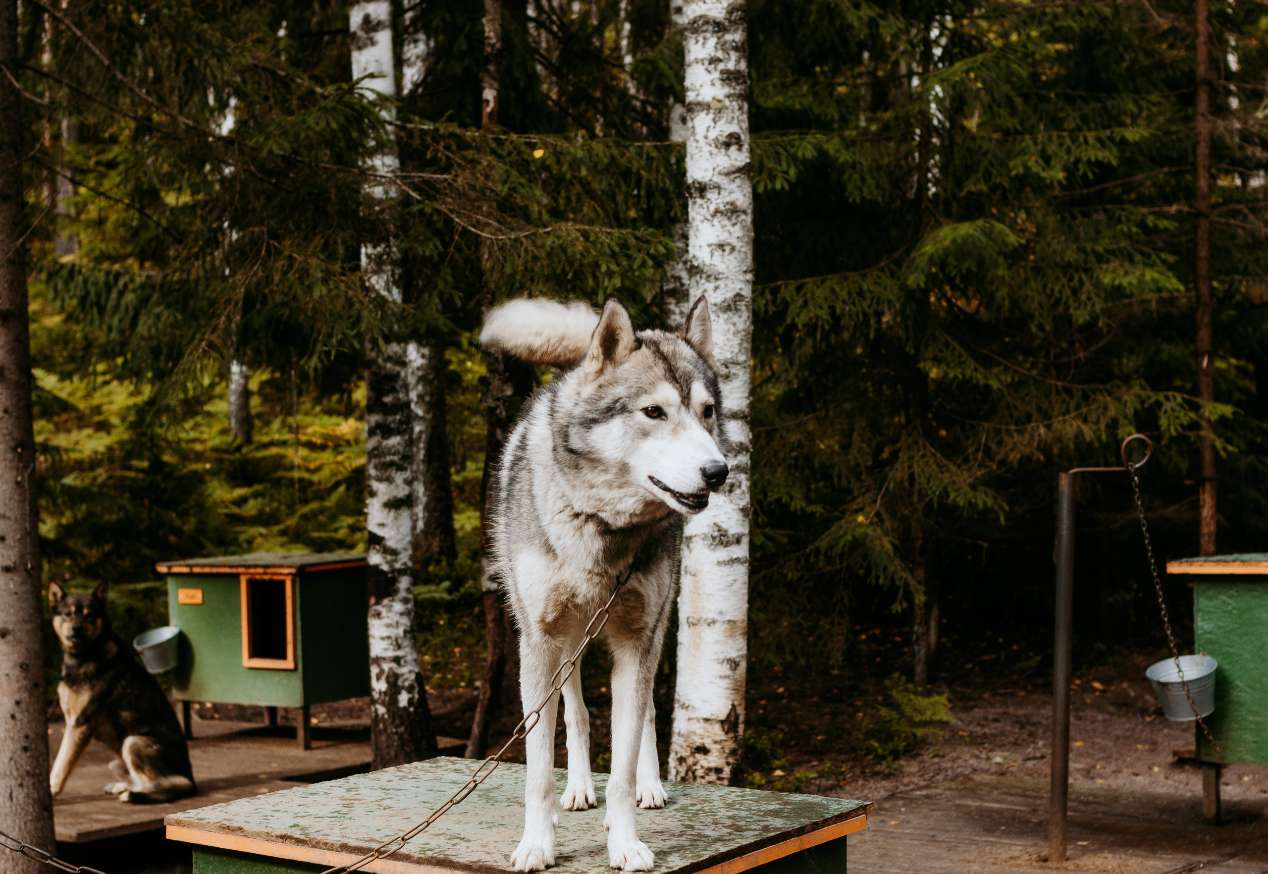 День рождения в хаски-центре «Белый ветер». Семейный и свадебный фотограф в Петербурге Евгения и Николай Шевчук