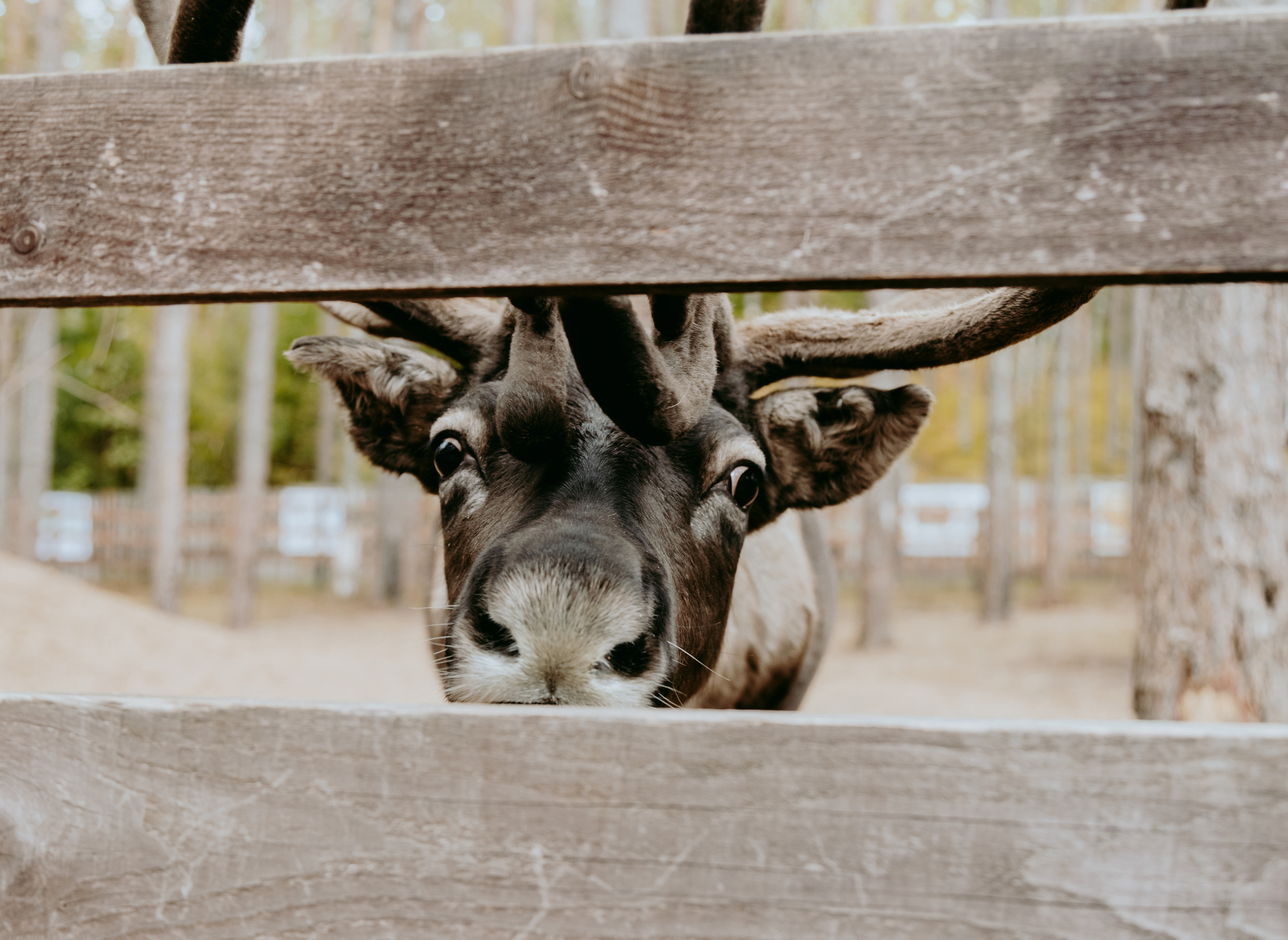 День рождения в хаски-центре «Белый ветер». Семейный и свадебный фотограф в Петербурге Евгения и Николай Шевчук