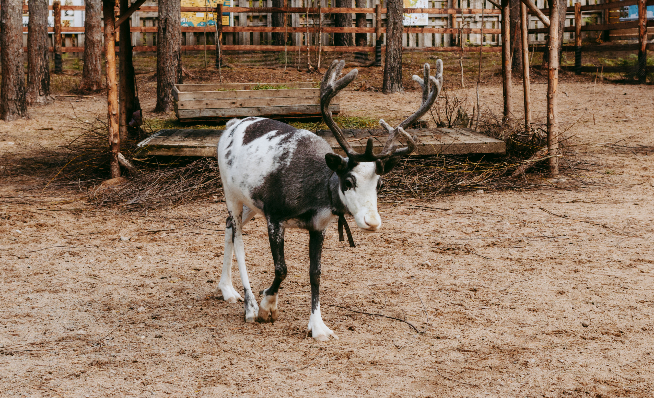 День рождения в хаски-центре «Белый ветер». Семейный и свадебный фотограф в Петербурге Евгения и Николай Шевчук
