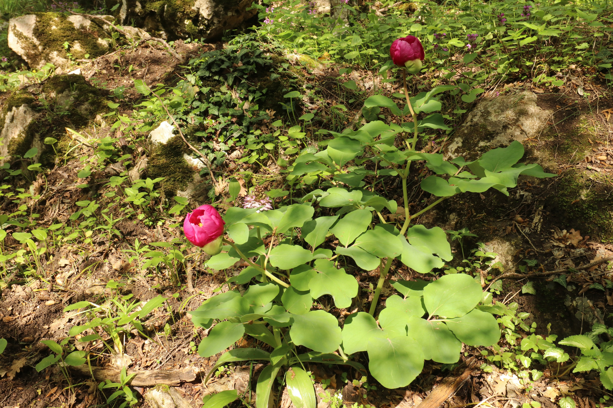 Крым. ЮБК (Севастополь, Кастрополь, Ялта). Май 2023. Путешественник-фотограф из Санкт-Петербурга Татьяна Свистулина