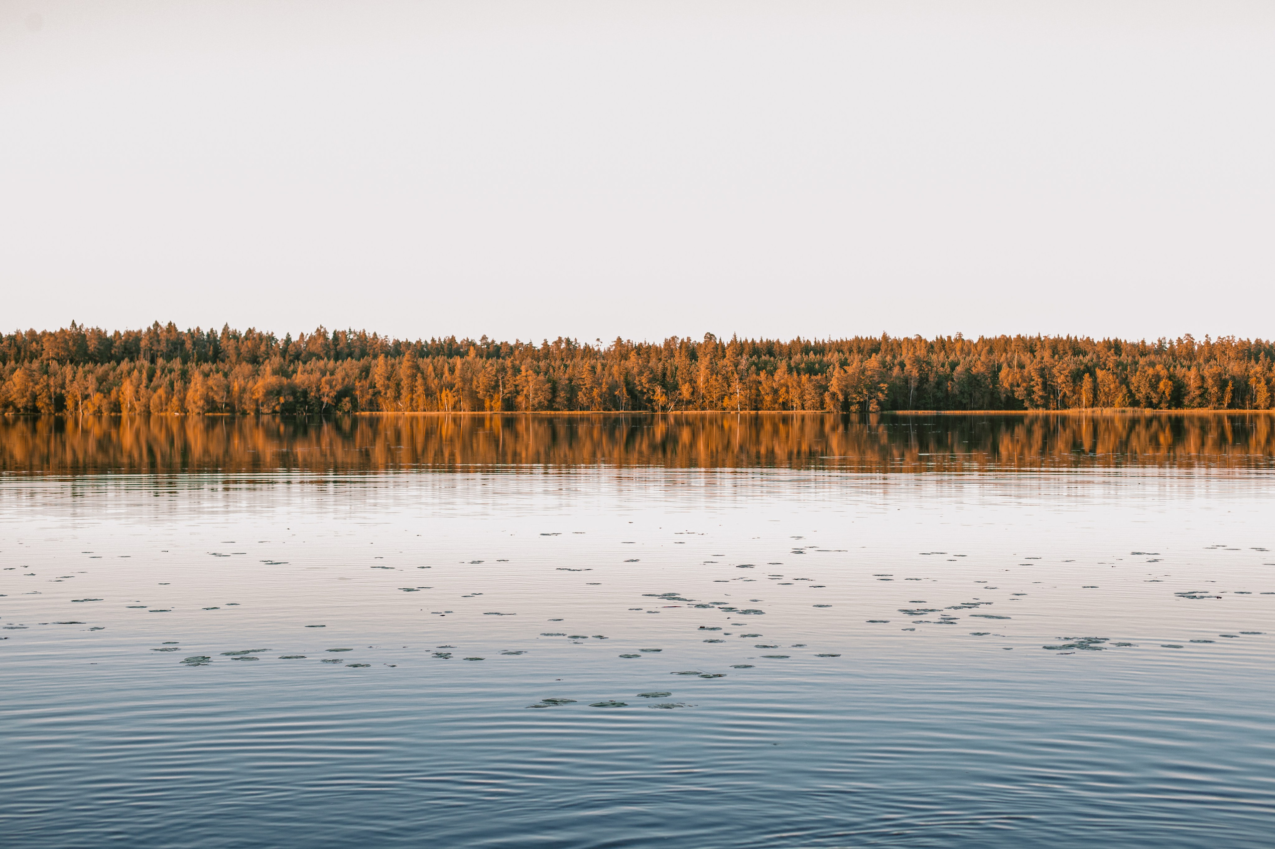 Фотопрогулка в Ленобласти. Фотограф-анималист Татьяна Степанова