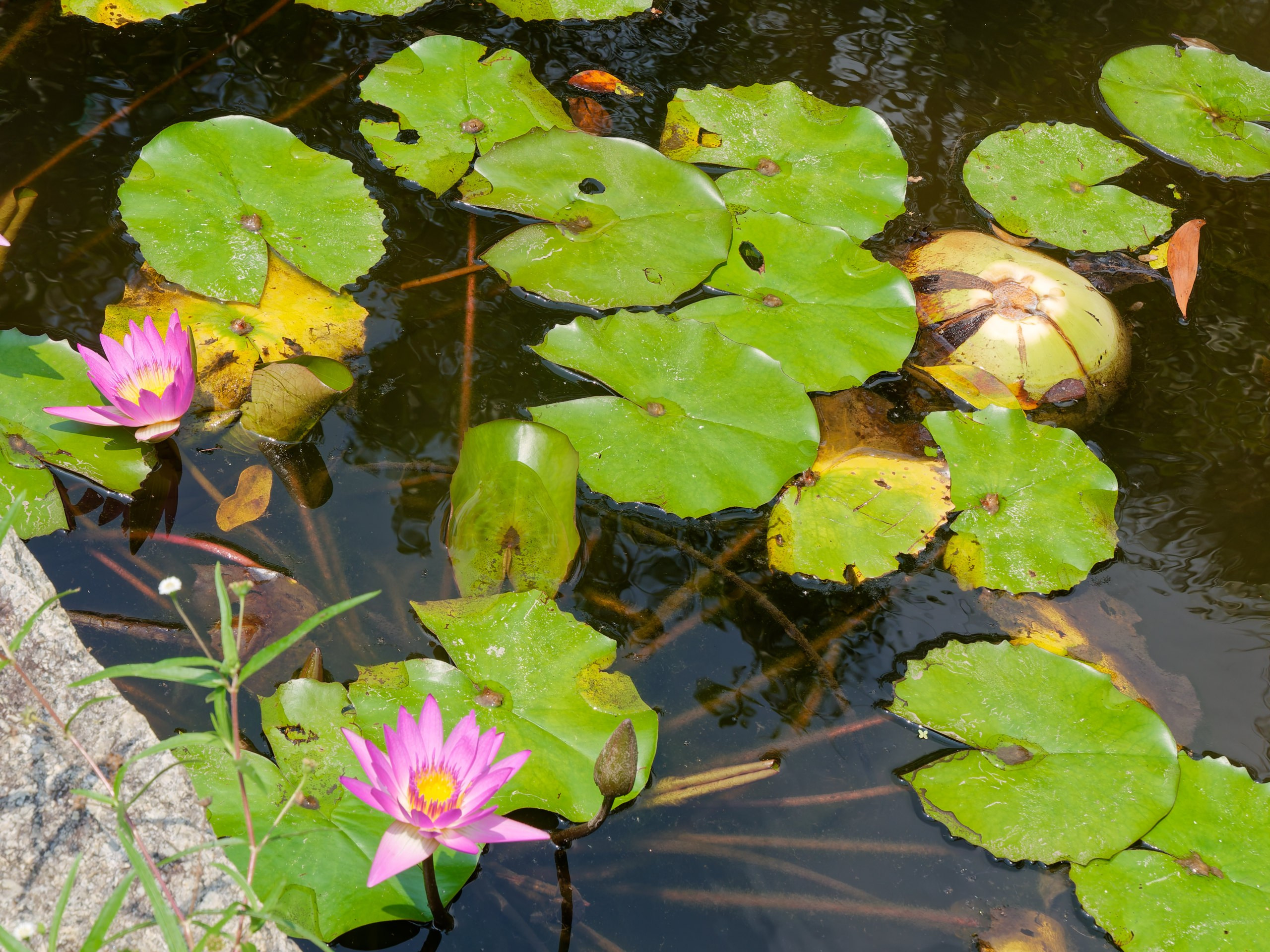 Хайнань 2026, флора, цветы и деревья. Фотопрогулки по Миру