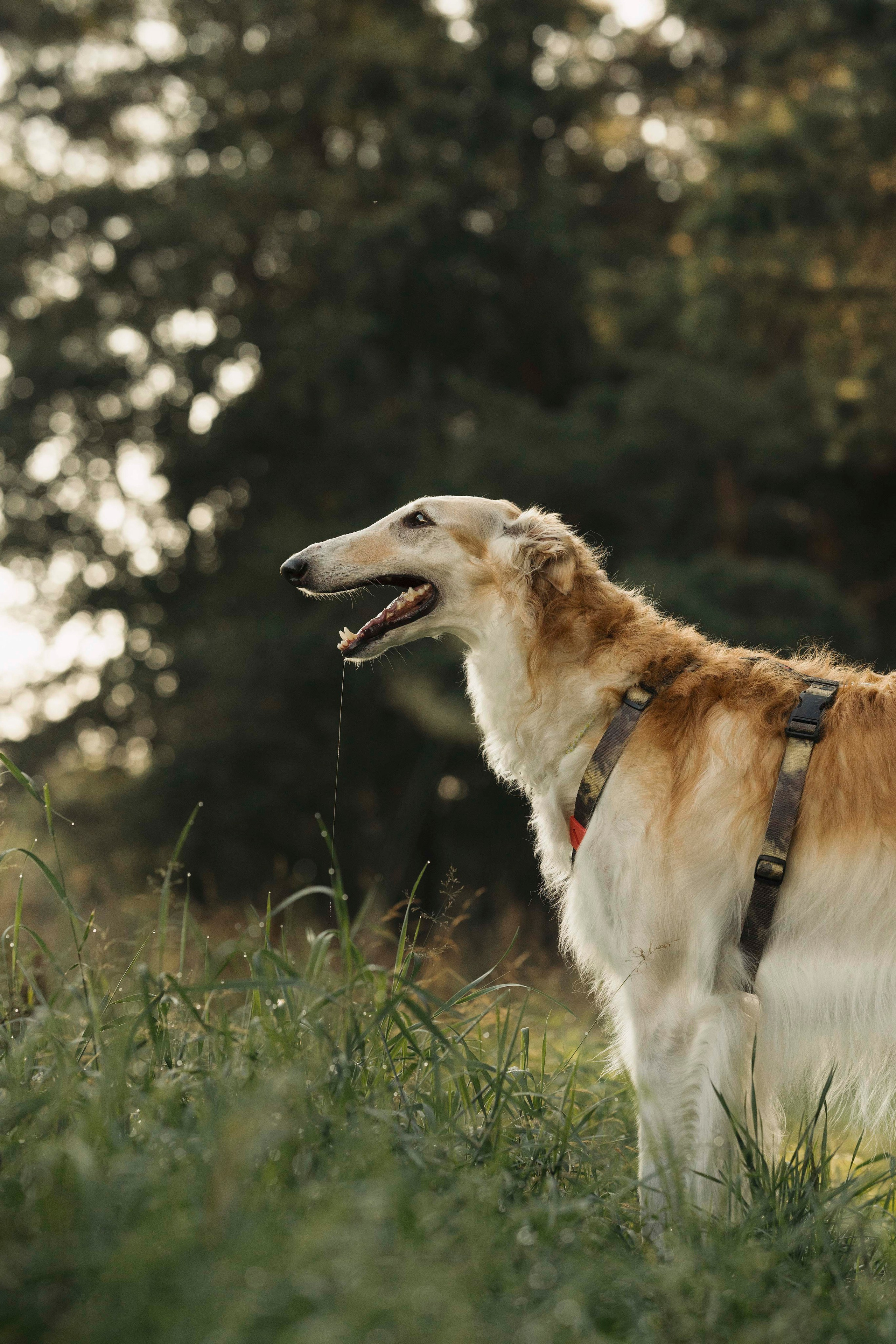 Тайга. Фотограф- анималист Александра Матвеева