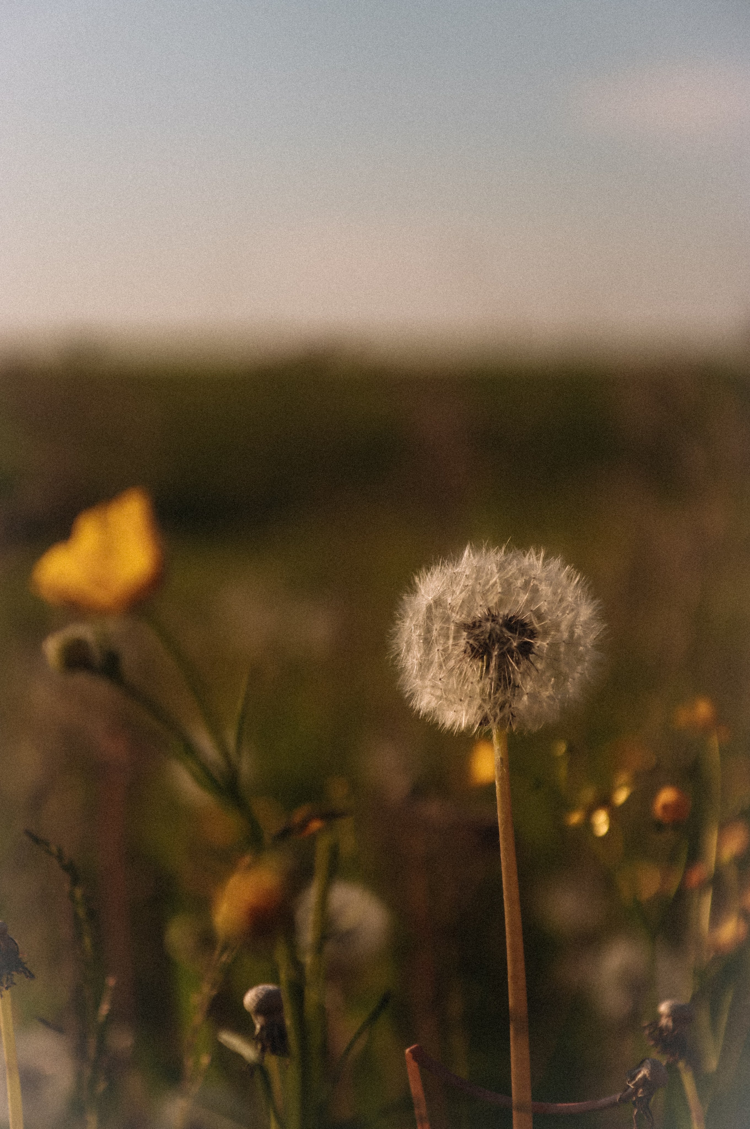 5 лет Максу ♡︎. Фотограф в Кемерово Клюева Дарья