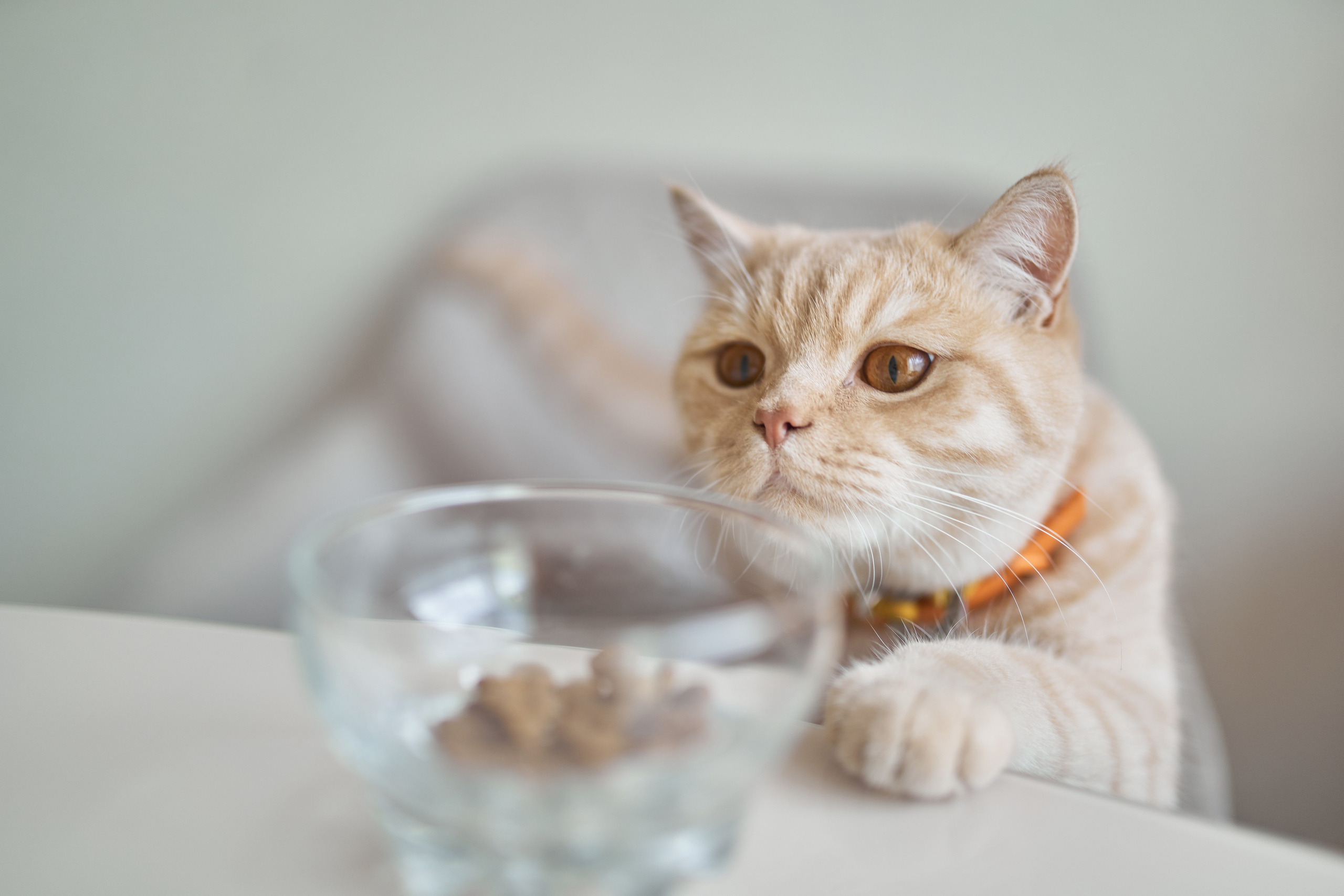 Фотосессия кота. Мужская фотосессия в СПб|Ирина Курманаева