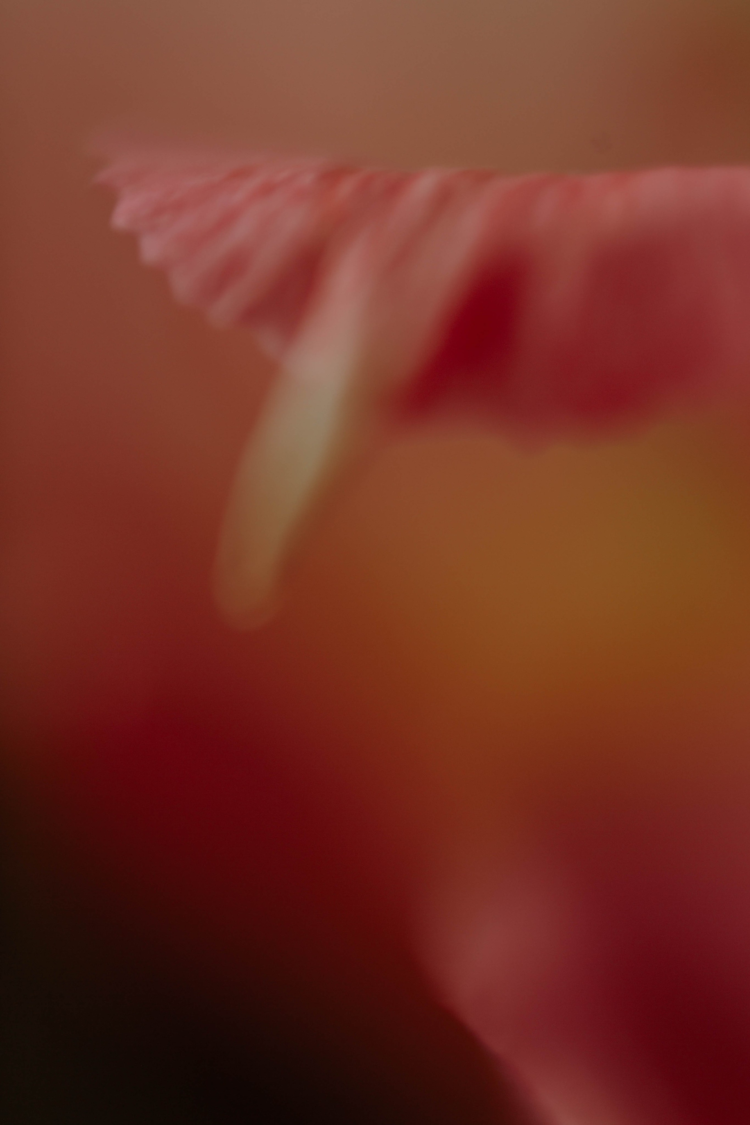 Tulips. Фотограф и видеограф Мария Банщикова, Солнечногорск, Москва