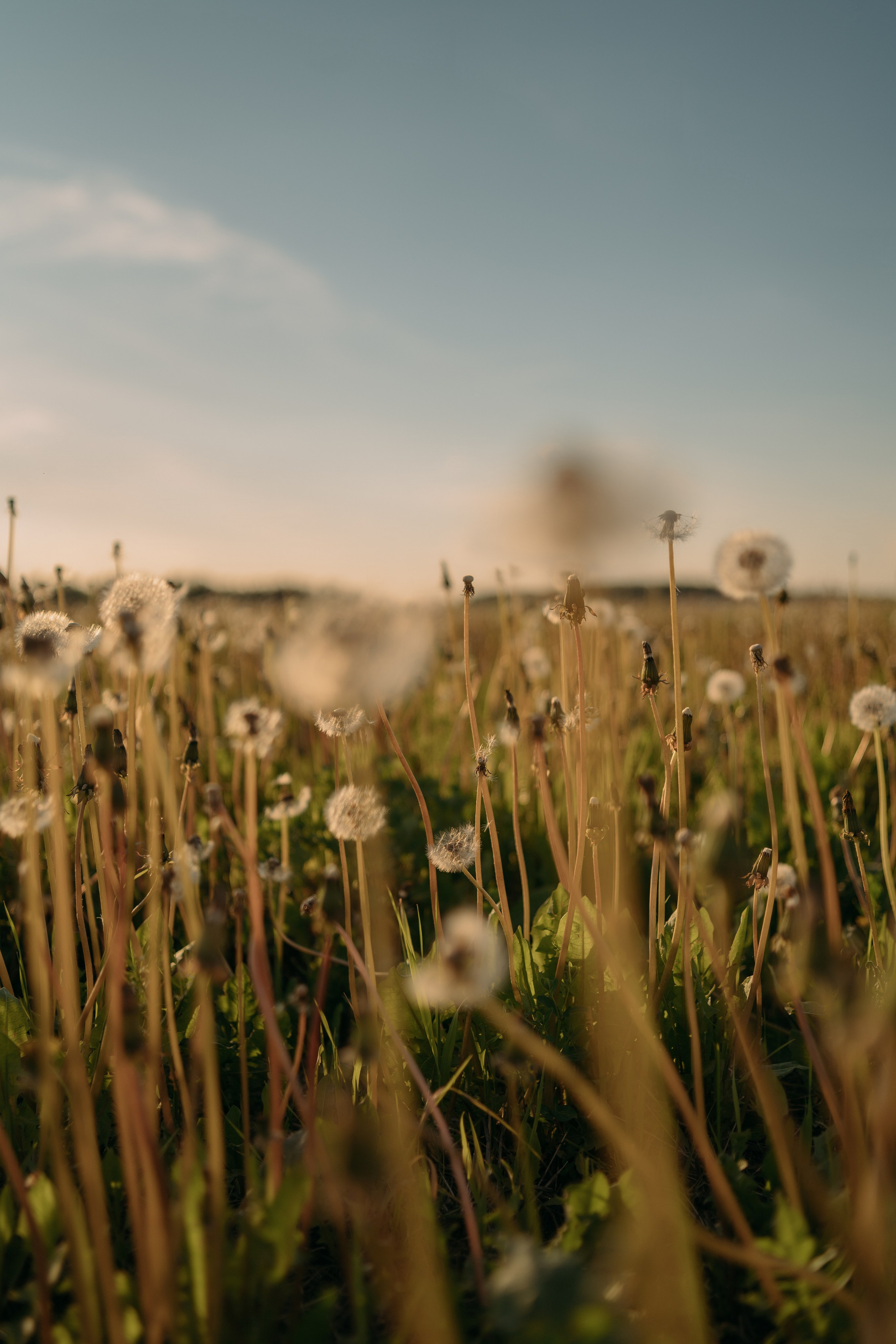 Одуванчики…. FotoTanya. Раменское/Жуковский/Бронницы