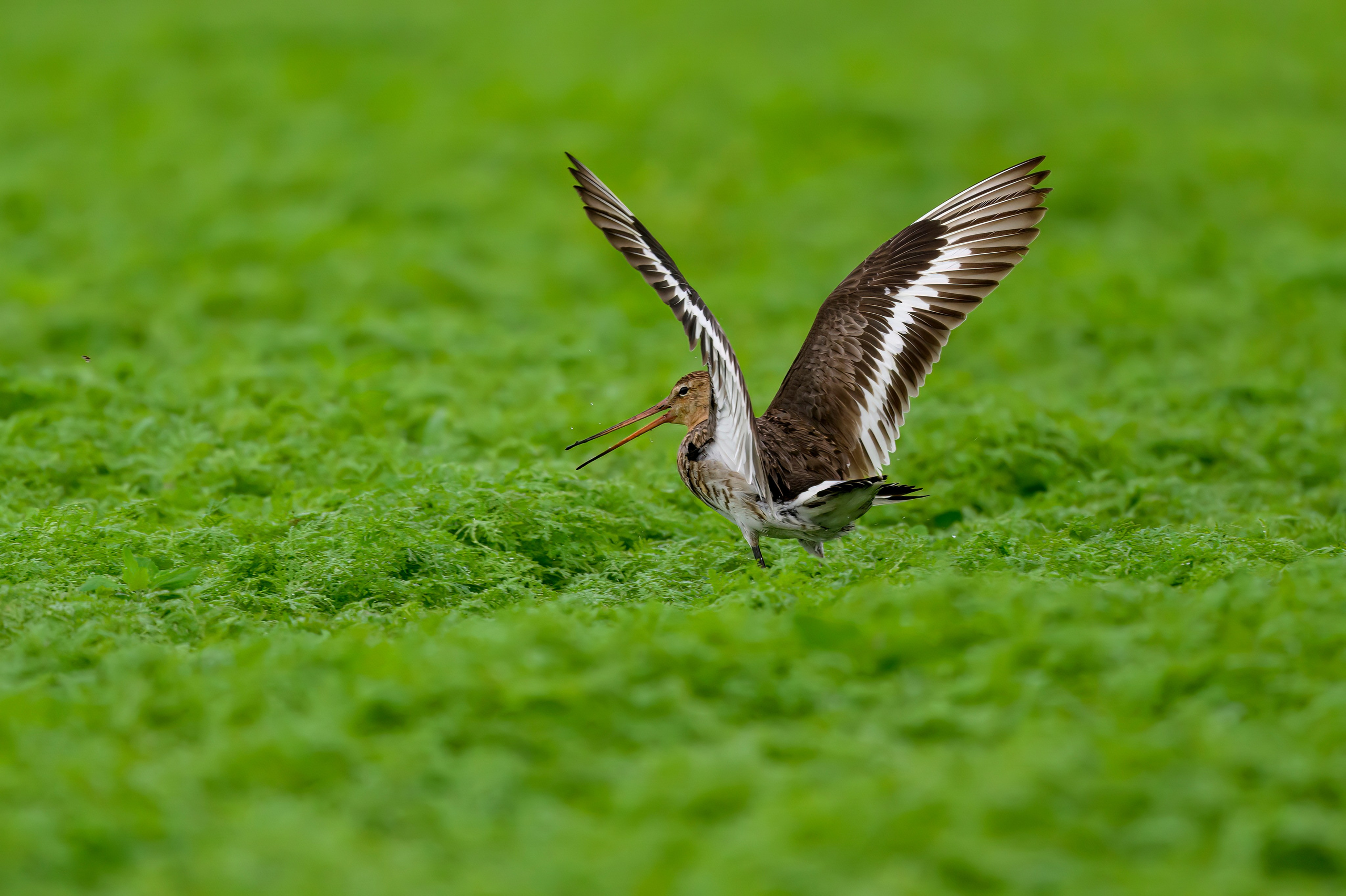 Веретенник. Фотограф Сергей Пупонин