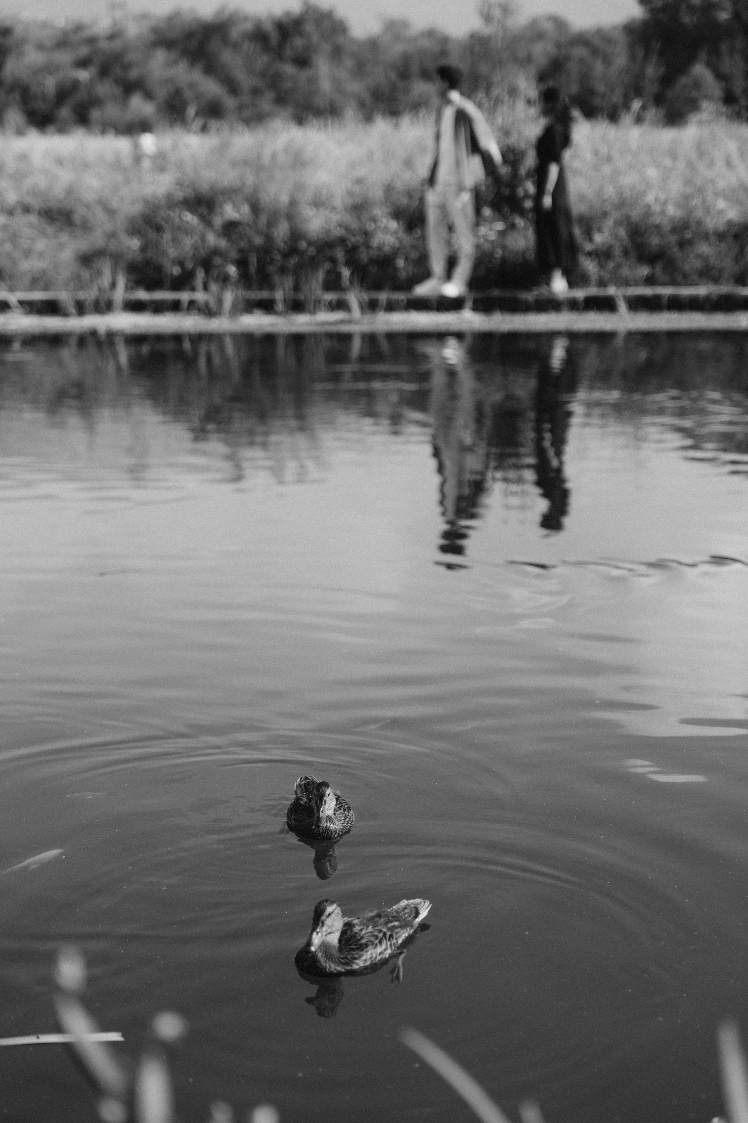 Aziz & Dana. Galam media