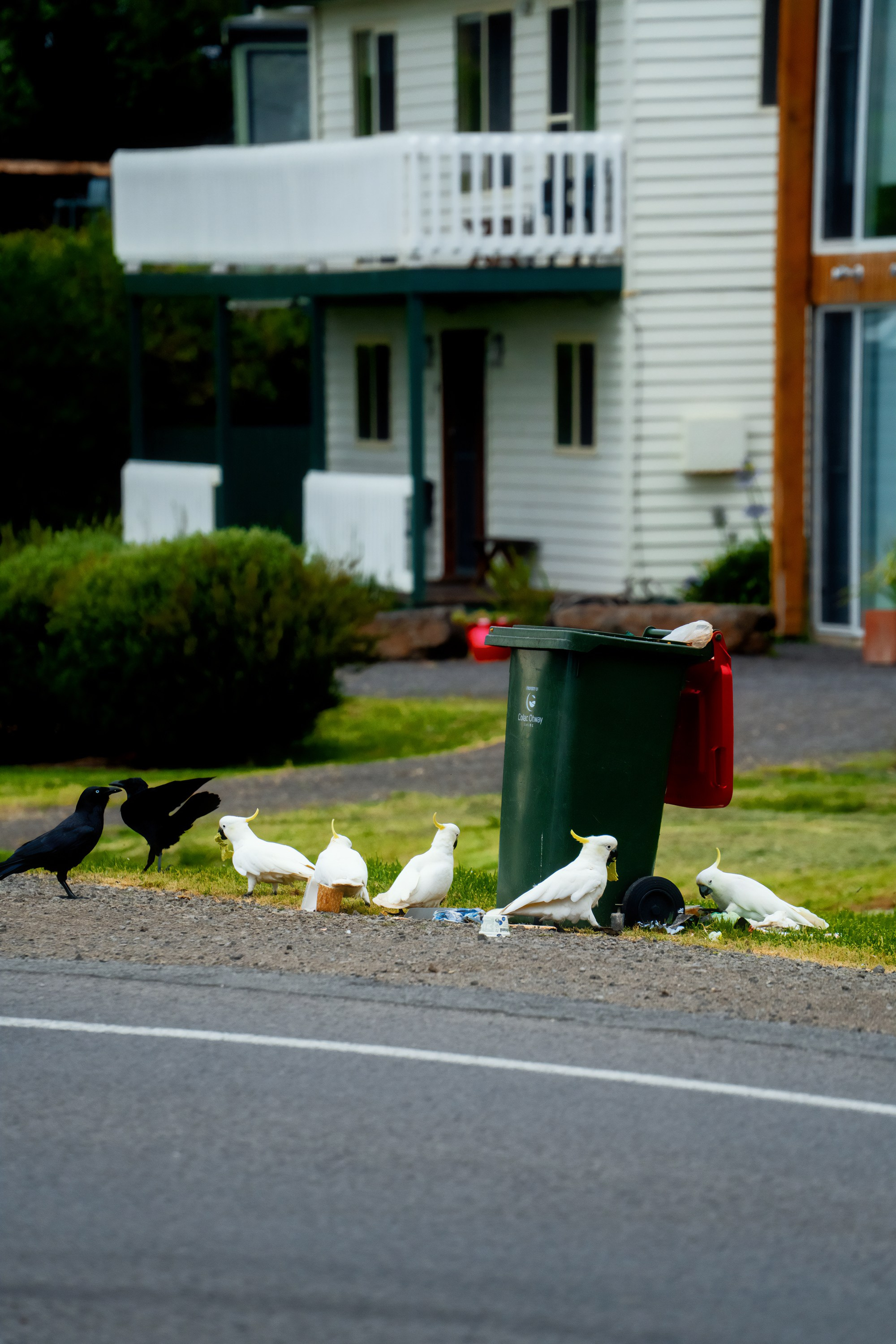 Австралия. Фотограф в Хабаровске. Фотография за 24 часа
