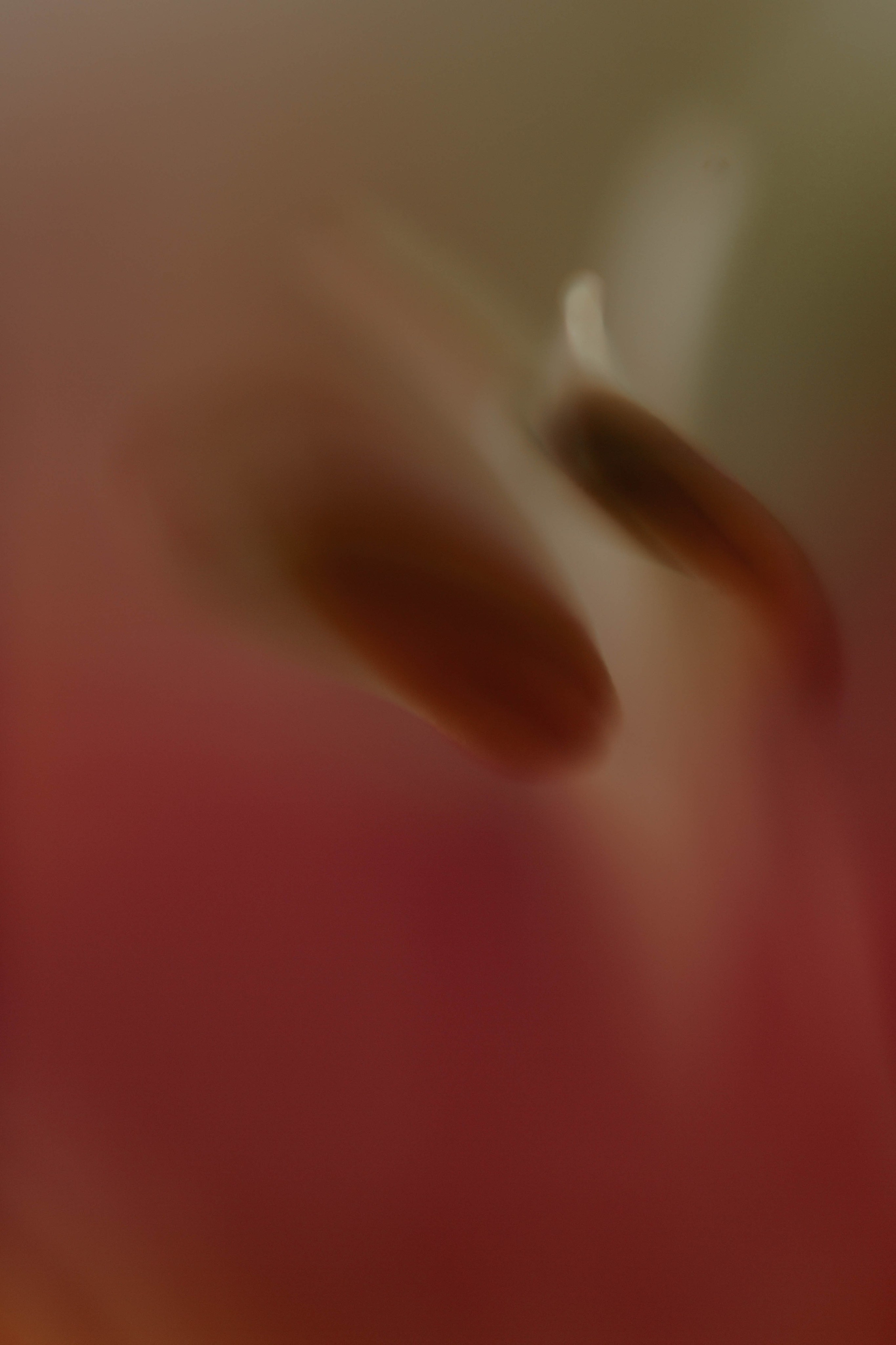 Tulips. Фотограф и видеограф Мария Банщикова, Солнечногорск, Москва