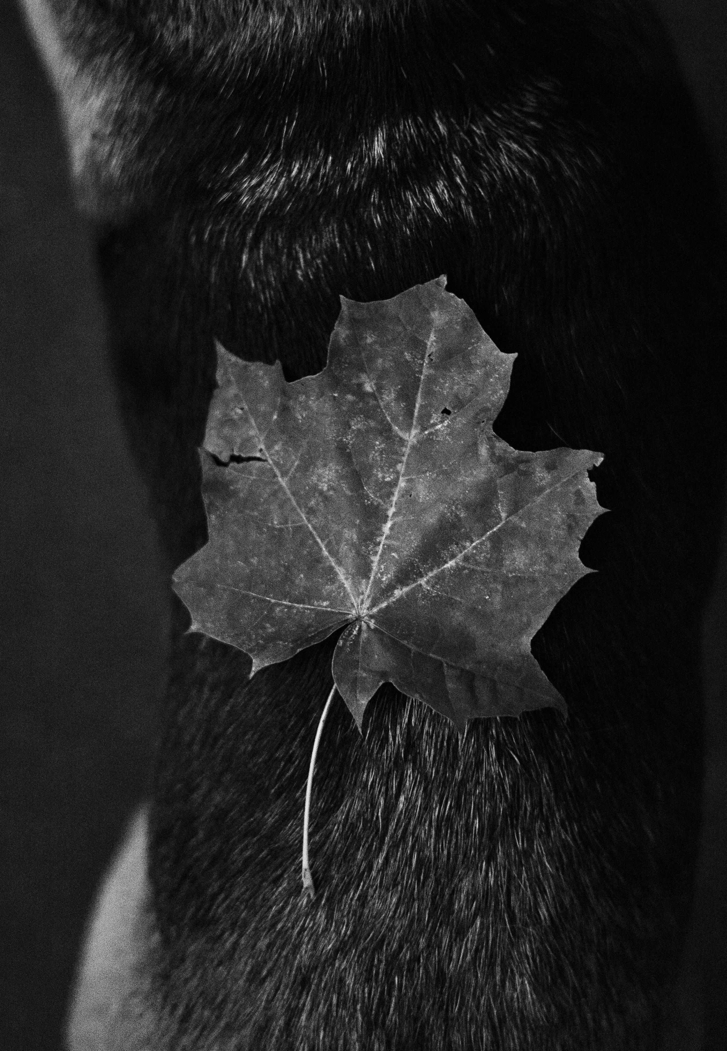 Лиза и Сара. Фотограф-анималист Богданова Полина