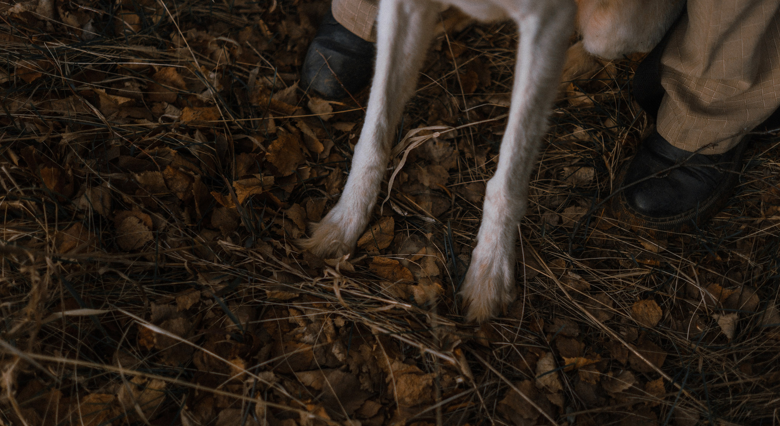 Настя и Бейда. Фотограф-анималист Богданова Полина