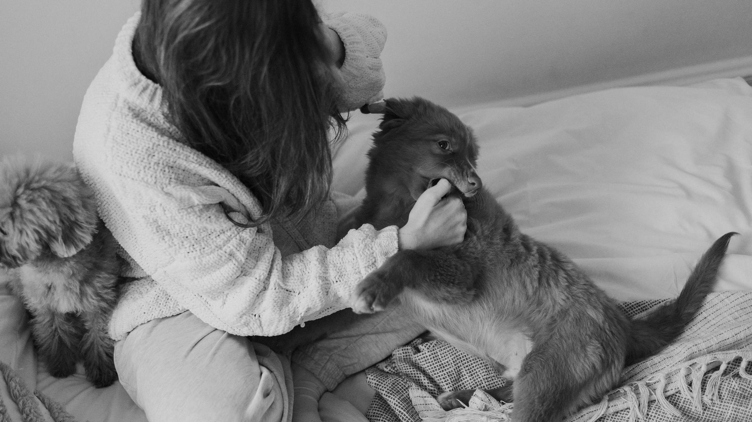 Маша, Одди и Нэвил. Фотограф-анималист Богданова Полина
