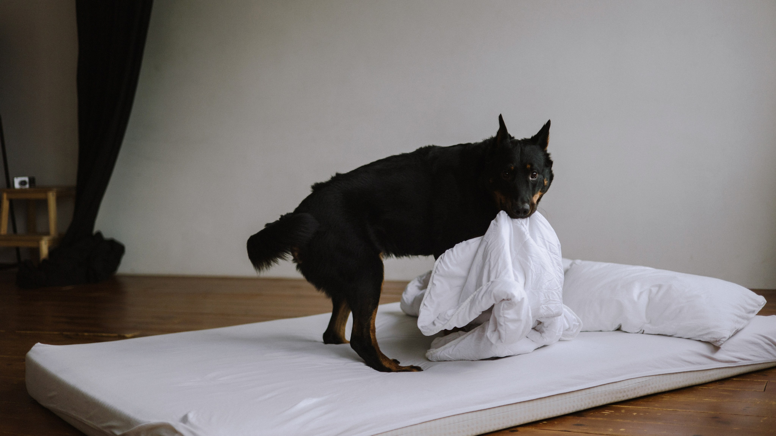 Полина и Зевс. Фотограф-анималист Богданова Полина