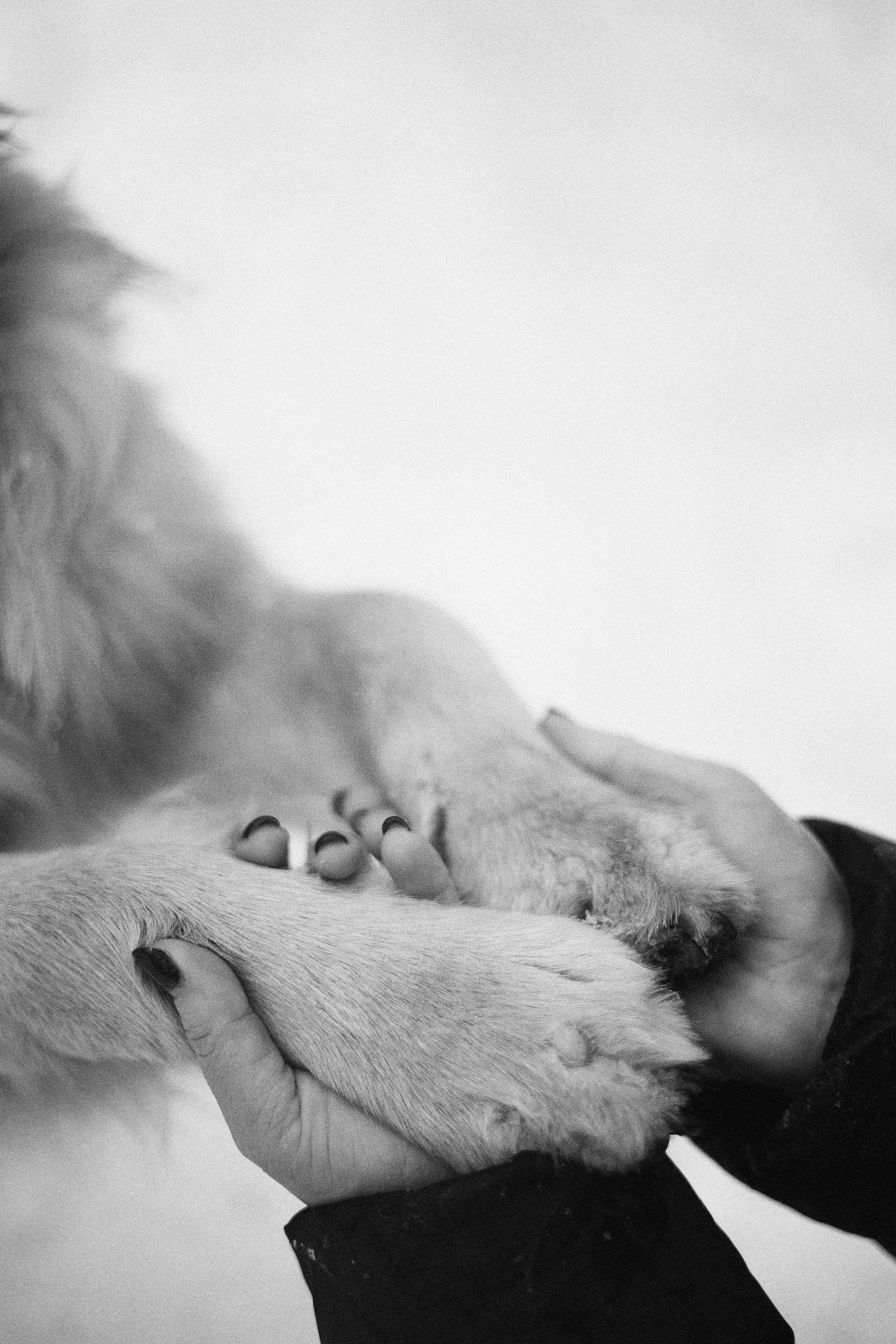 Саша, Юля, Грэй и Джой. Фотограф-анималист Богданова Полина