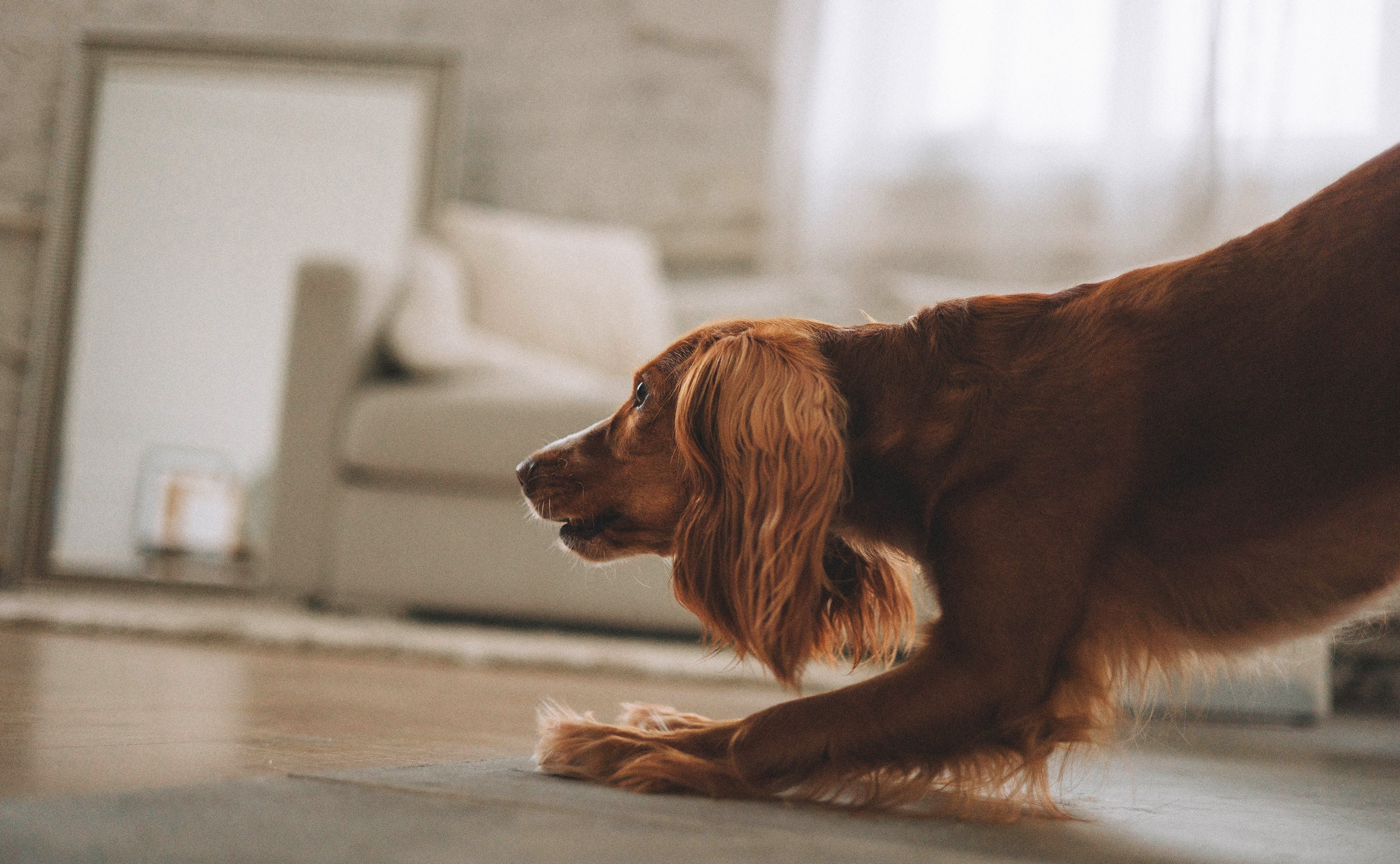 Алина и Дженни. Фотограф-анималист Богданова Полина