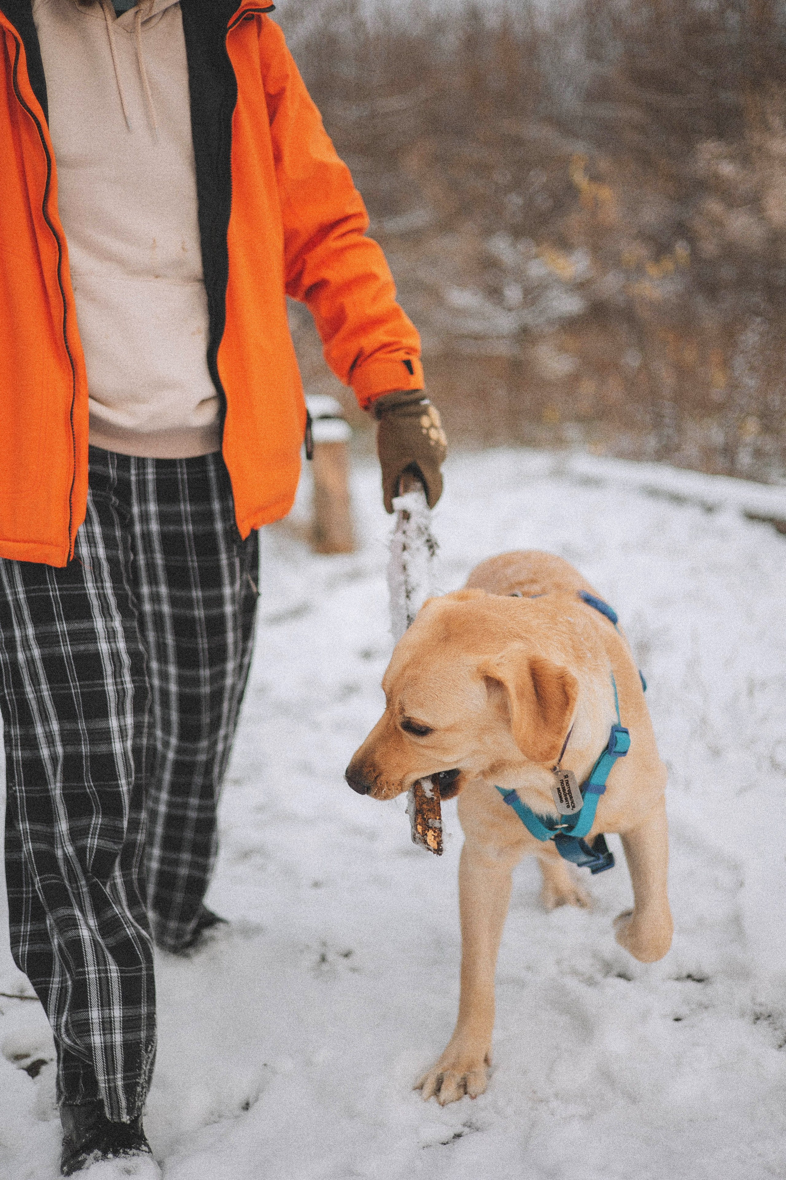 Маргарита и Варди. Фотограф-анималист Богданова Полина