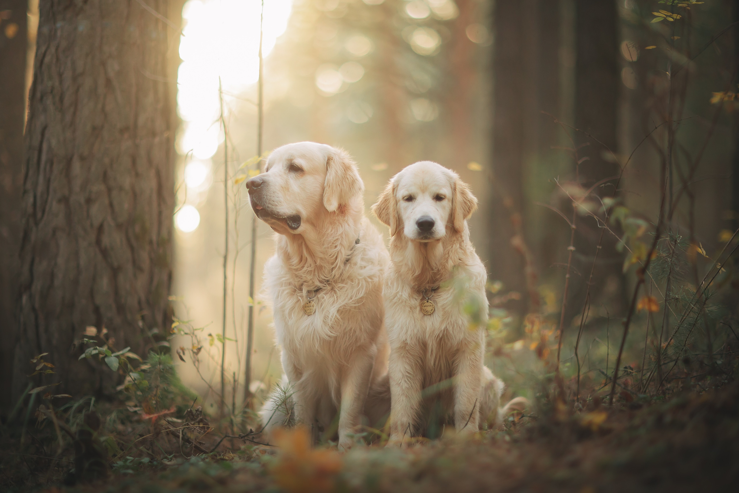 Снежик и Веста. Свадебный и женский фотограф