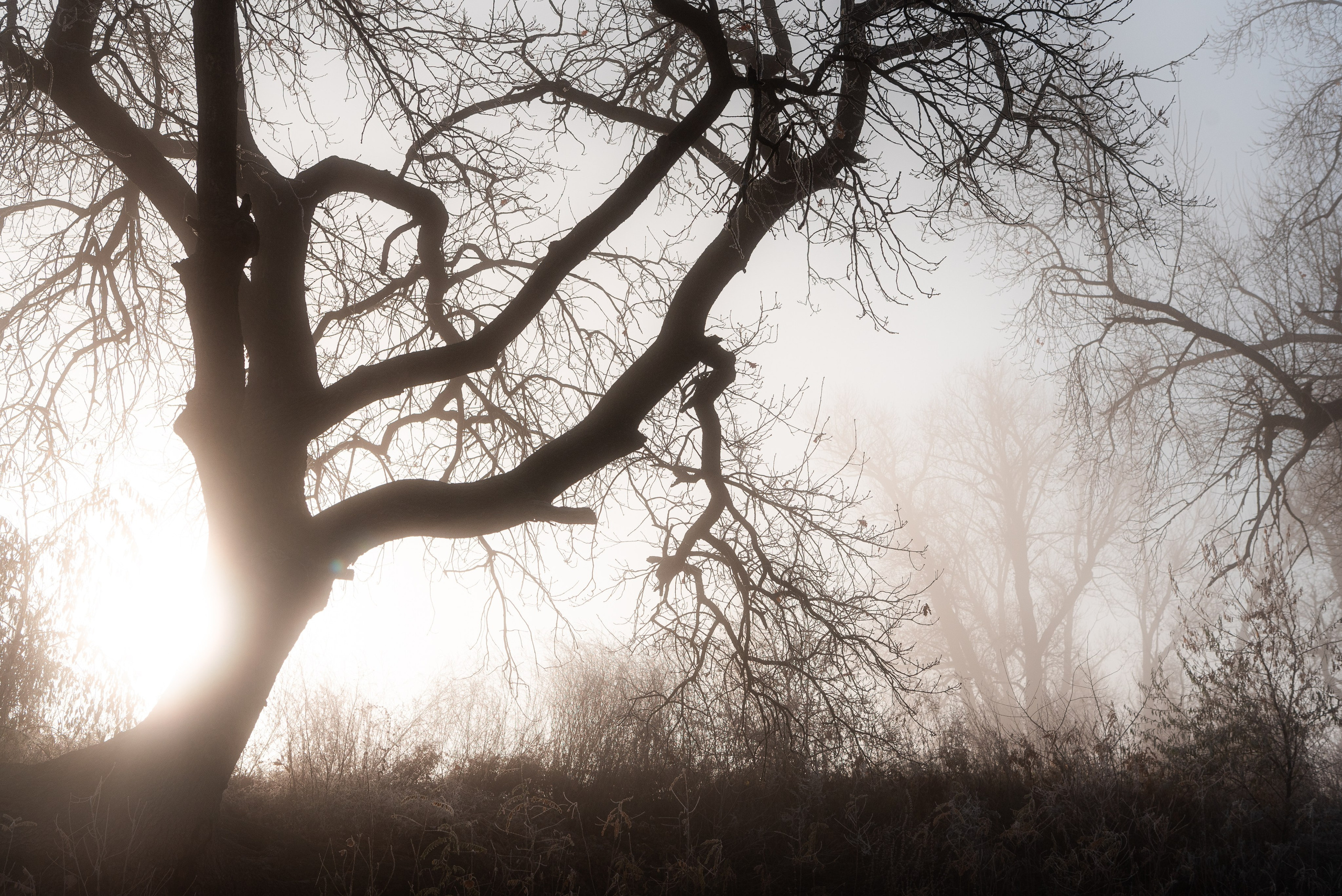 Фотографии утреннего тумана под Волжским. Фотограф в Волгограде и Волжском Александр Горбань