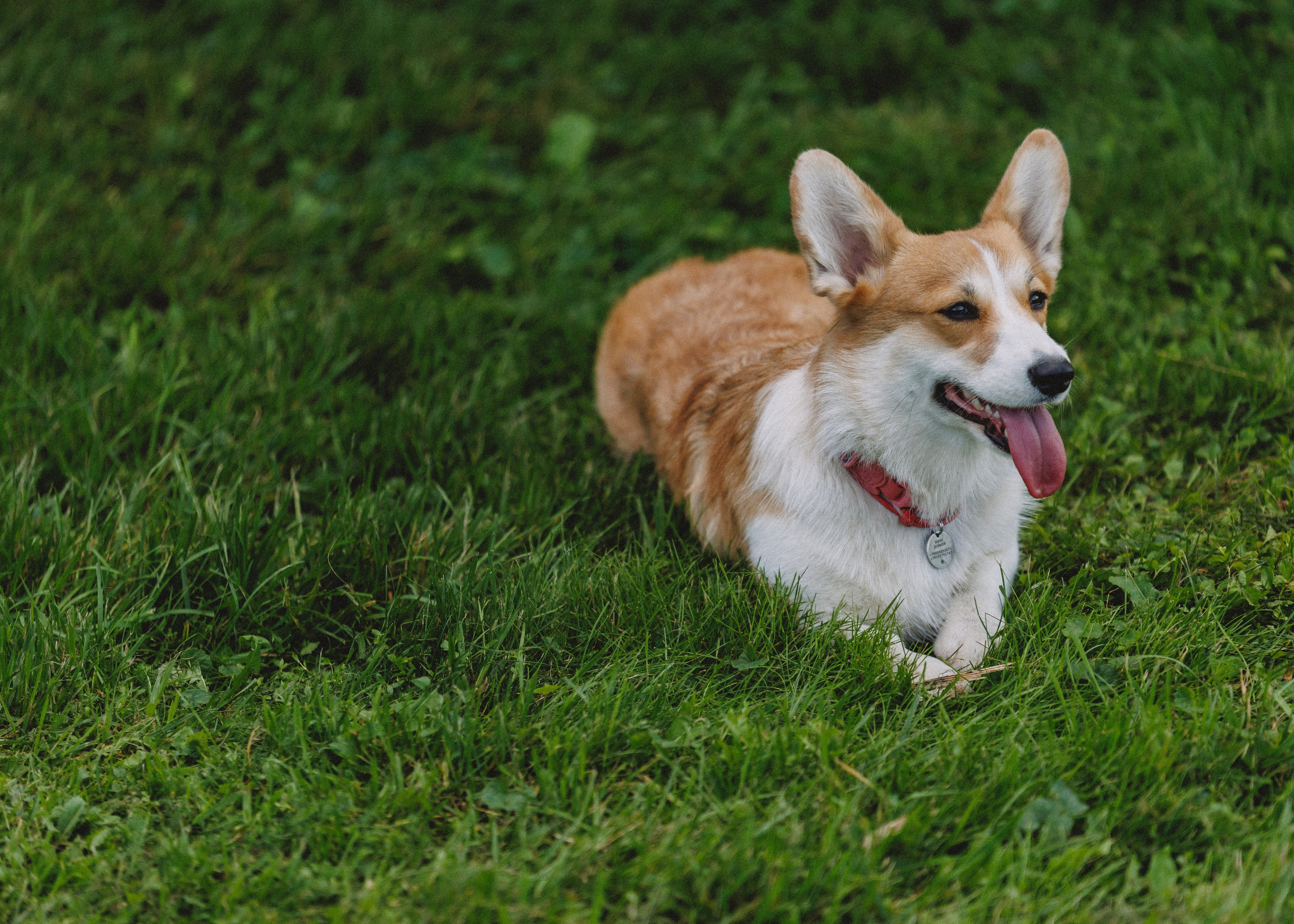 RUSSTYLE. Свадебный фотограф Владислав Адышкин