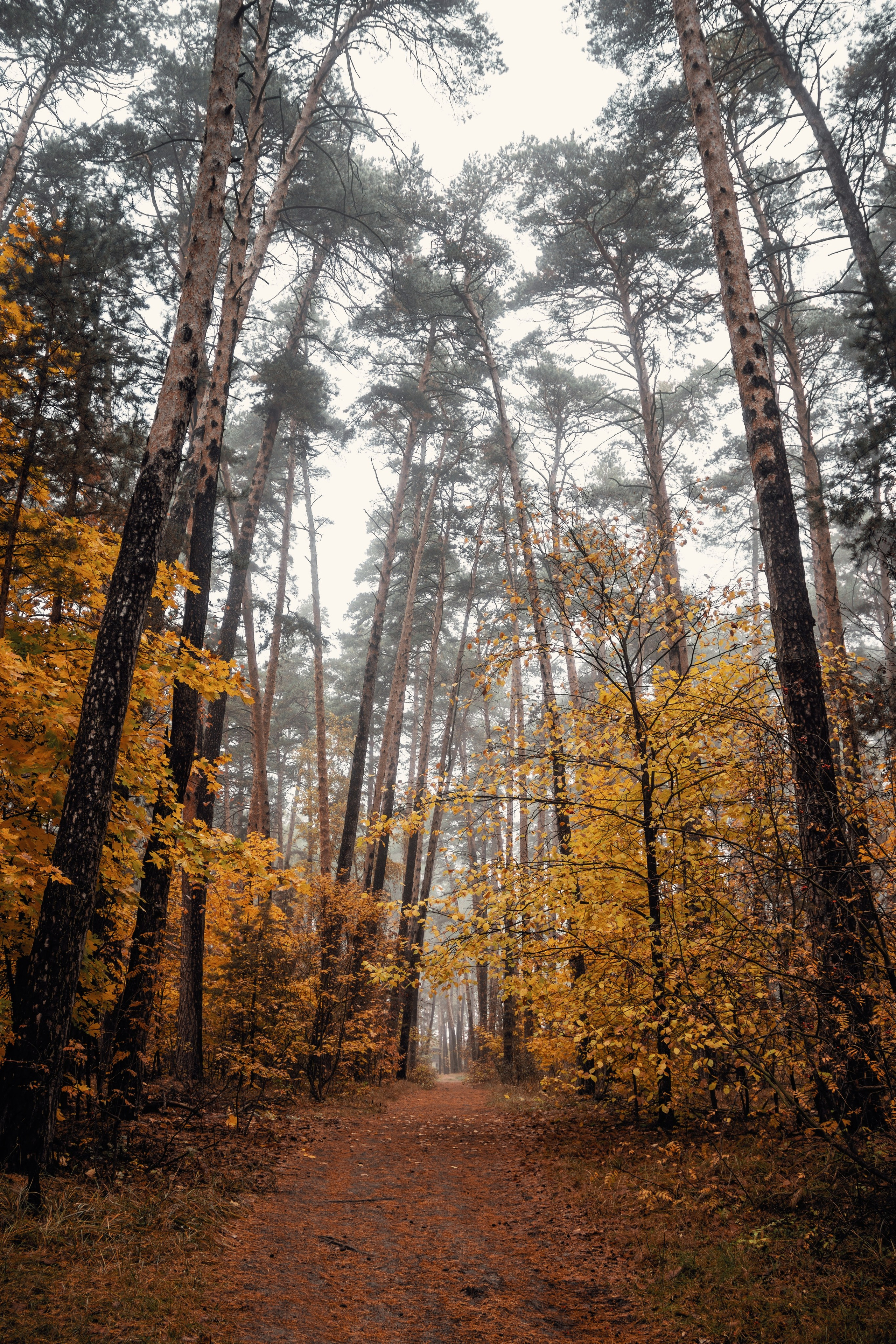 Октябрьский туман. С любовью, фотохудожник