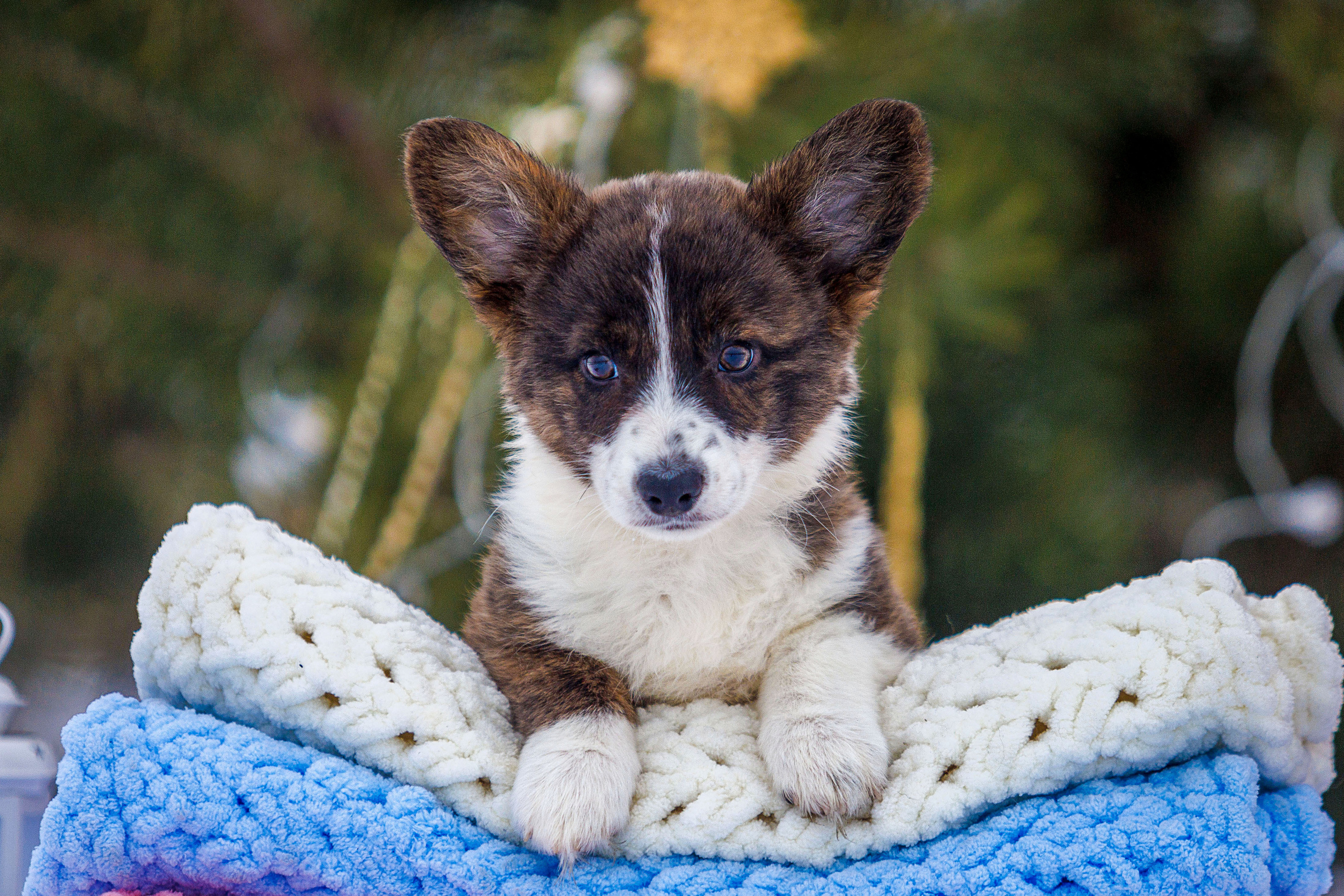 Племенная книга питомника Ice Fantasy. Купить щенка Вельш-корги-кардиган в семейном питомнике — Ice Fantasy