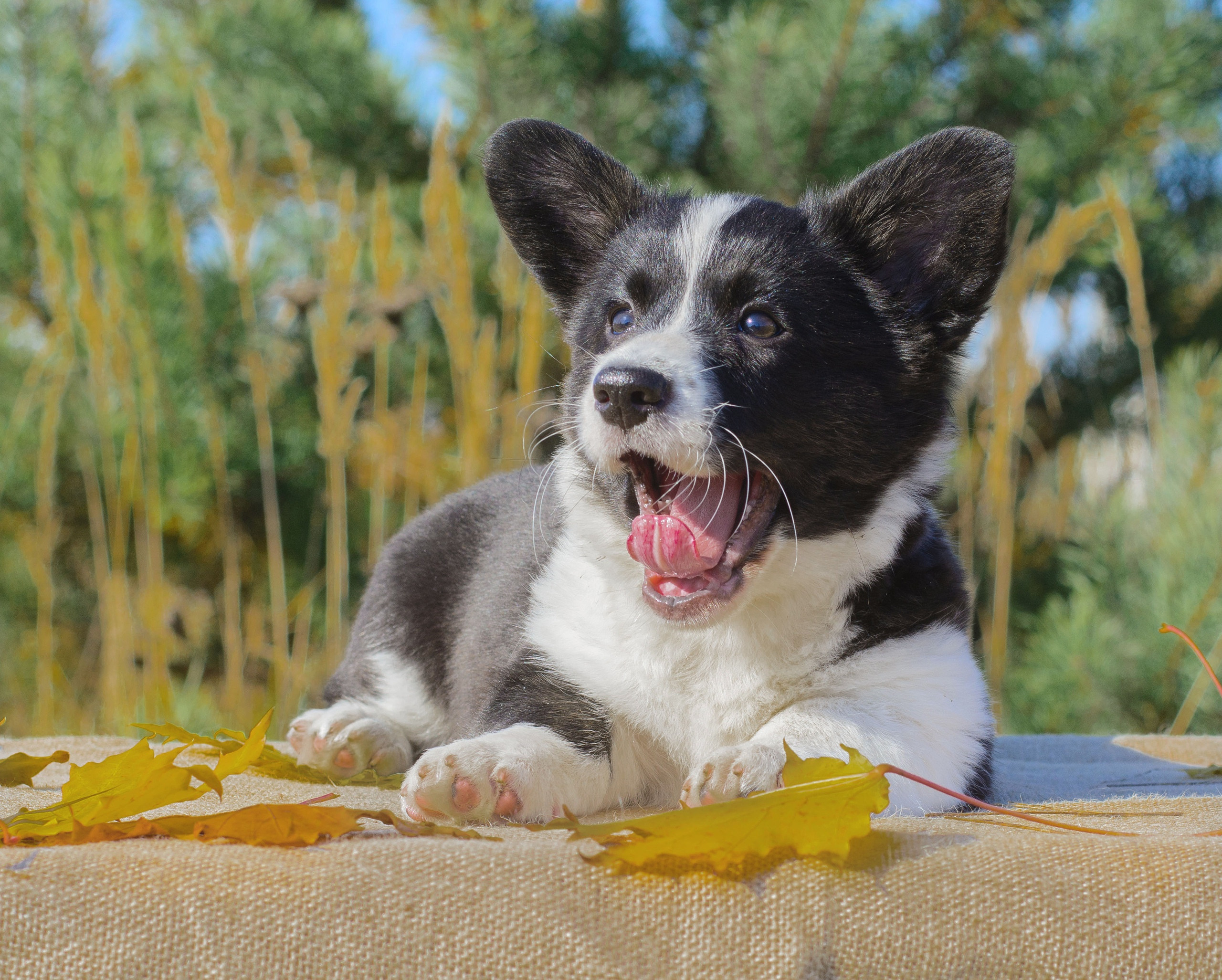 Племенная книга питомника Ice Fantasy. Купить щенка Вельш-корги-кардиган в семейном питомнике — Ice Fantasy