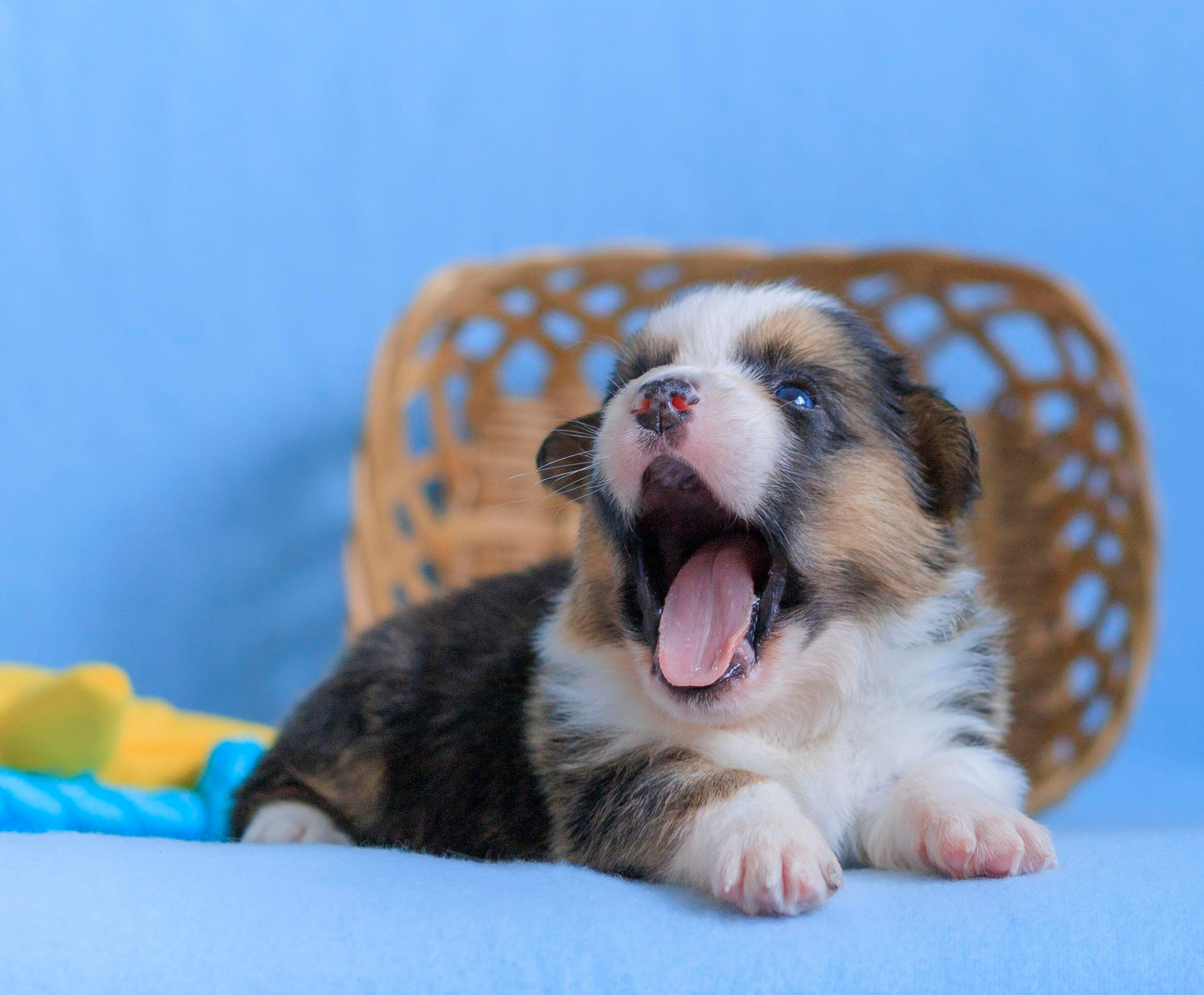 Племенная книга питомника Ice Fantasy. Купить щенка Вельш-корги-кардиган в семейном питомнике — Ice Fantasy