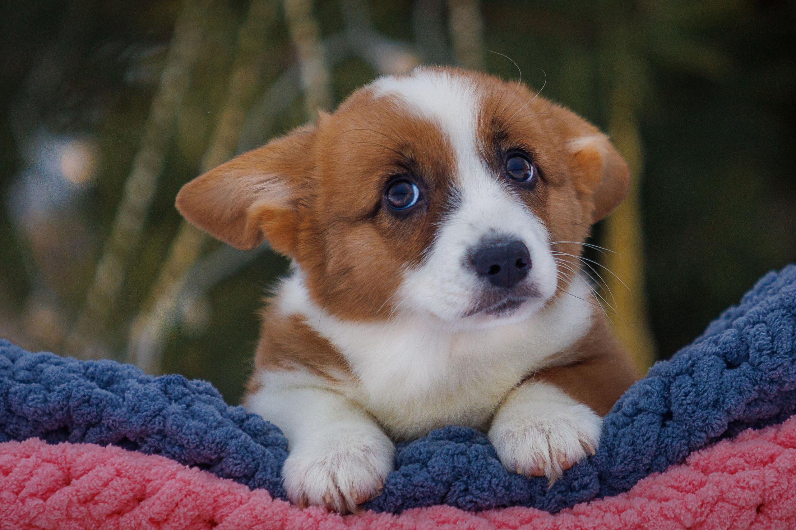 Племенная книга питомника Ice Fantasy. Купить щенка Вельш-корги-кардиган в семейном питомнике — Ice Fantasy