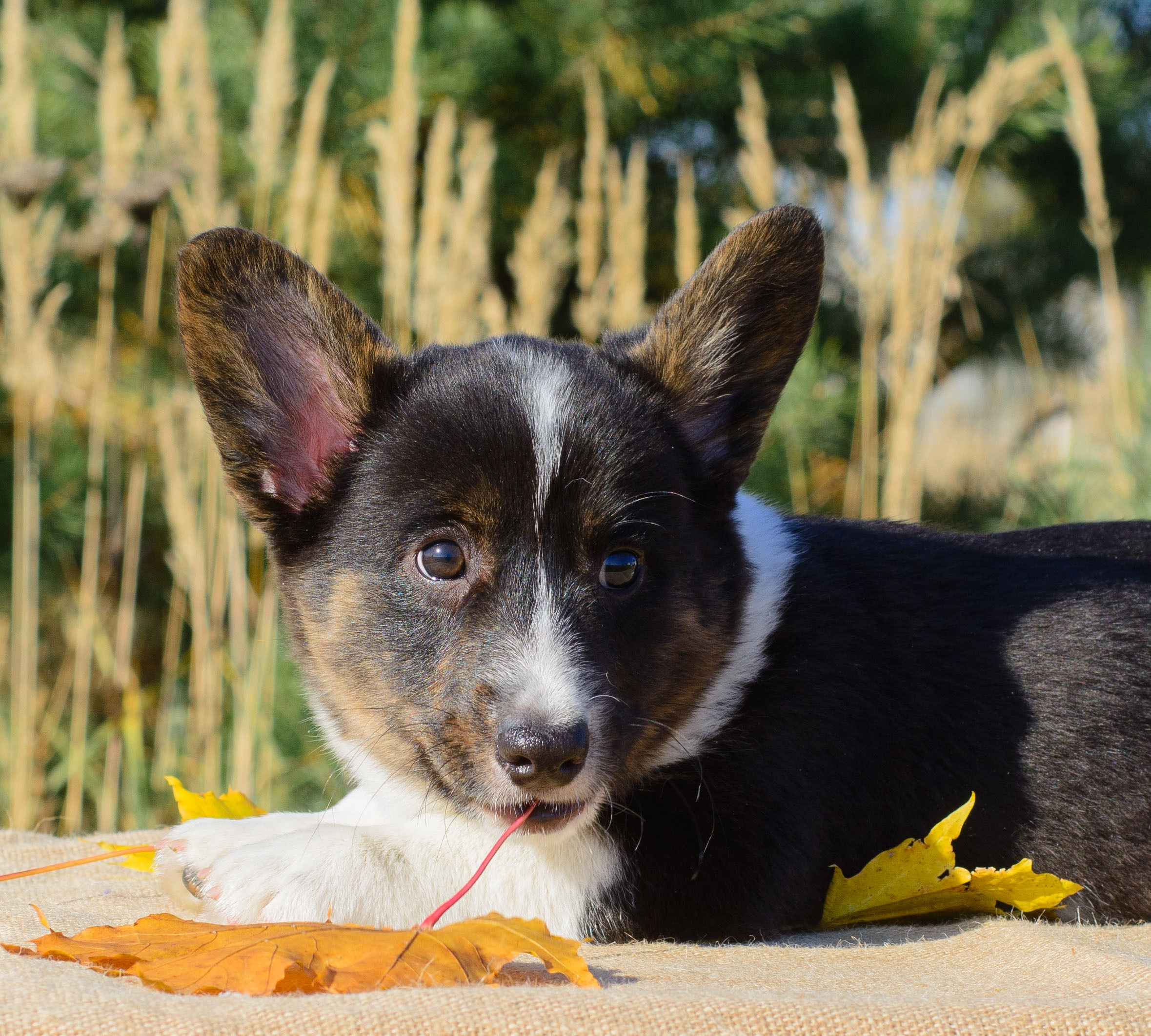 Племенная книга питомника Ice Fantasy. Купить щенка Вельш-корги-кардиган в семейном питомнике — Ice Fantasy